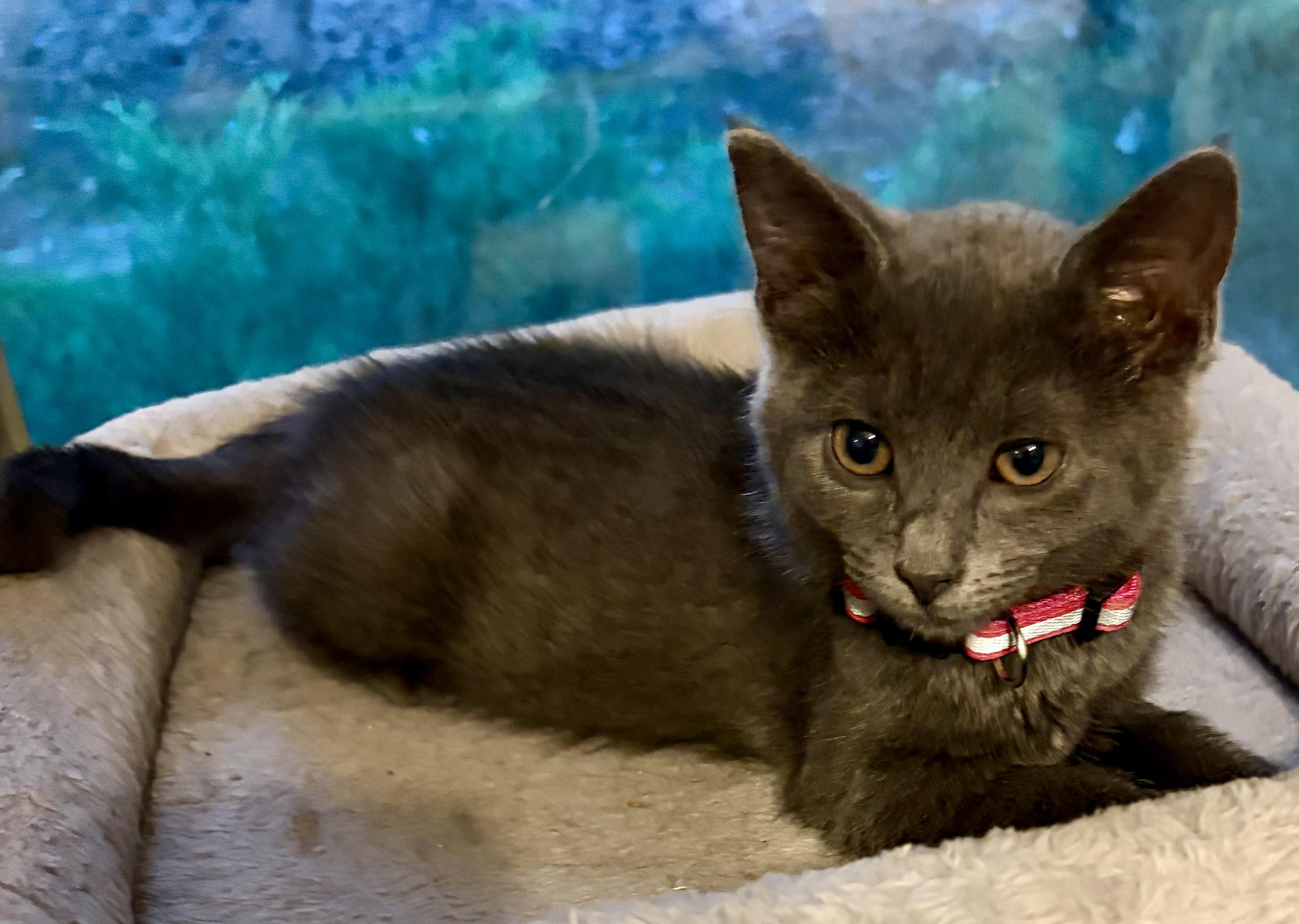 Pebble, an adopted Domestic Short Hair in Houghton Lake, MI image 2/4