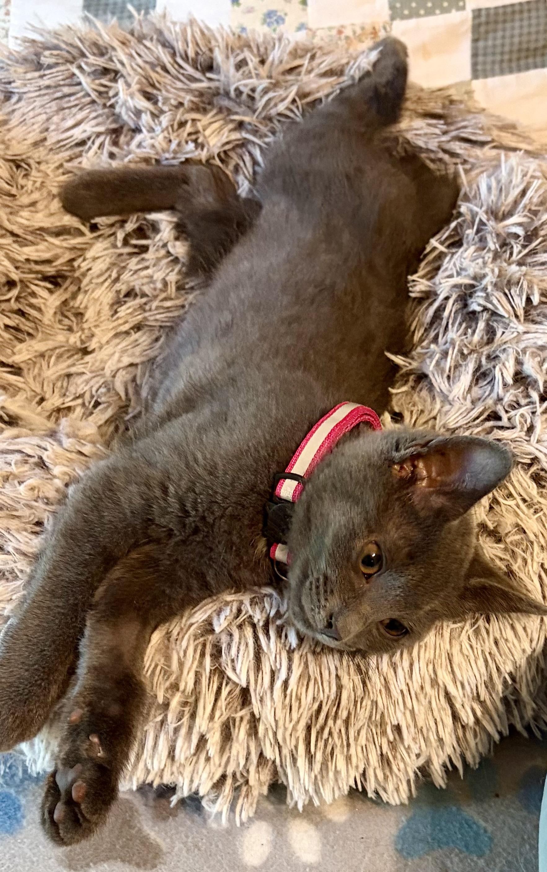 Pebble, an adopted Domestic Short Hair in Houghton Lake, MI image 3/4