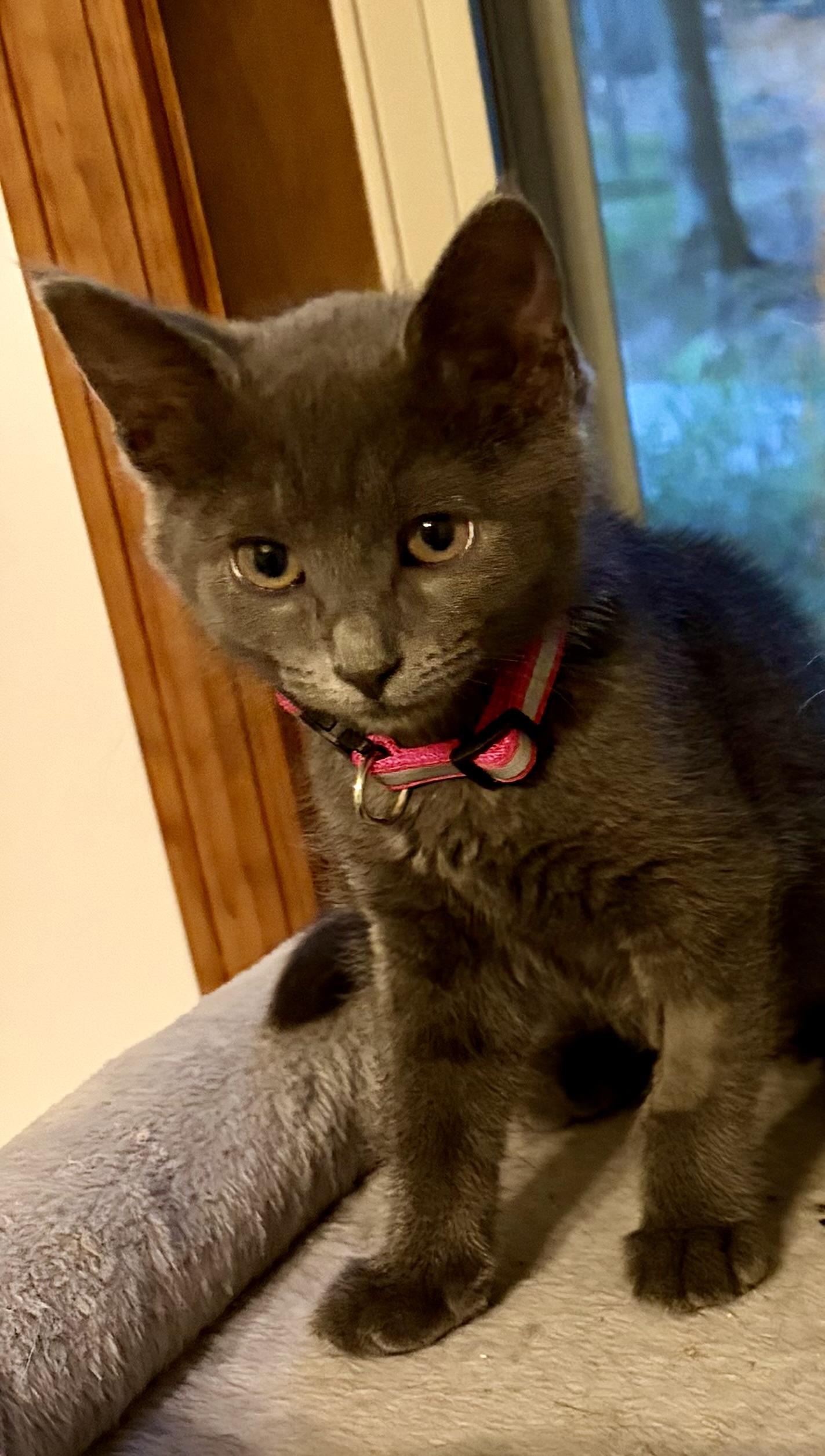 Pebble, an adopted Domestic Short Hair in Houghton Lake, MI image 4/4