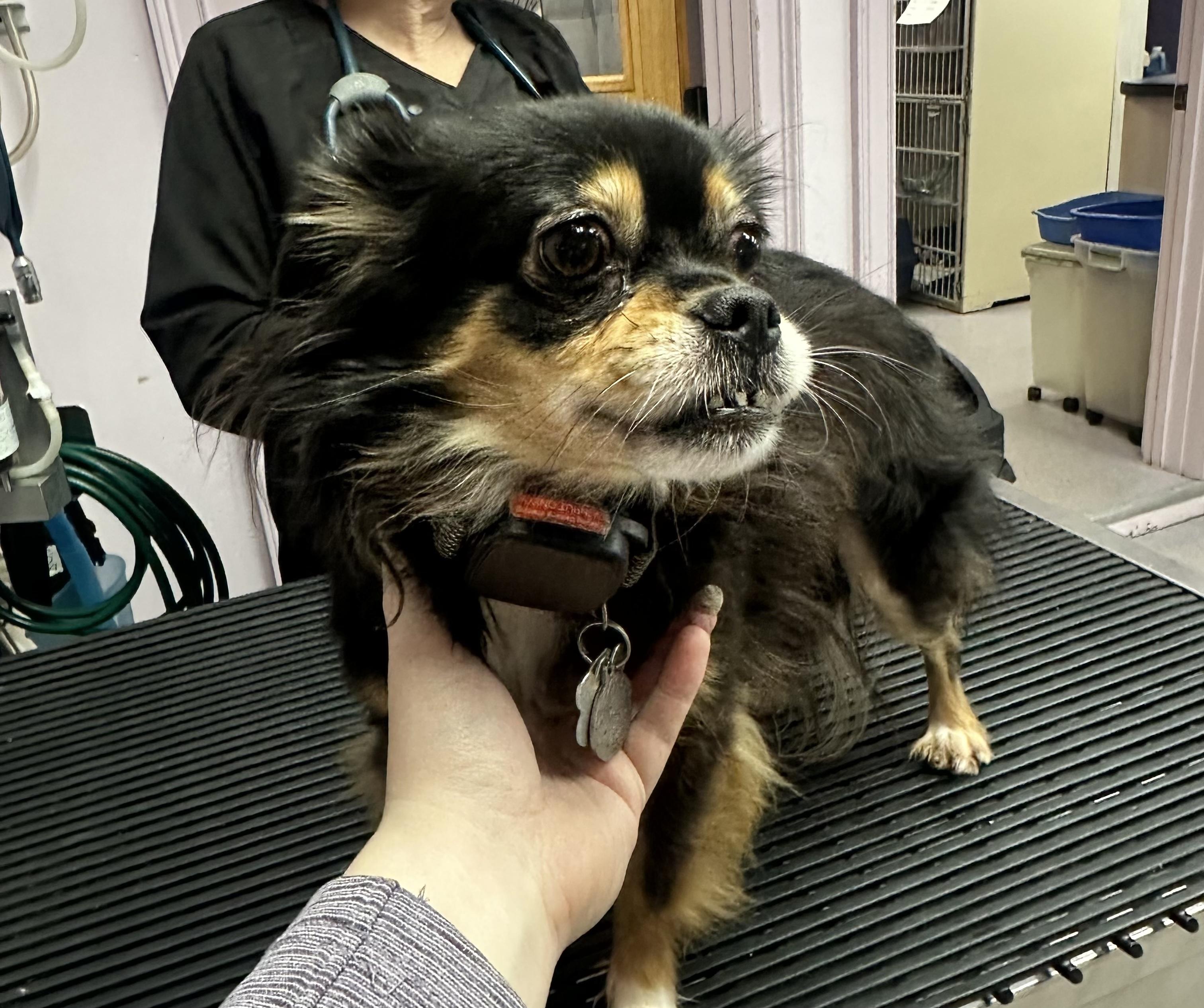 Enlarge Suzie, a Adopted mixed breed in Glover, VT image 1/1