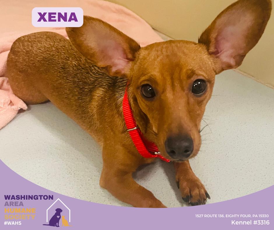 Enlarge Xena, an adopted mixed breed in Eighty Four, PA image 1/1