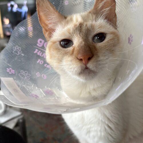 Buttermilk, Adoptable, Young Female Siamese.