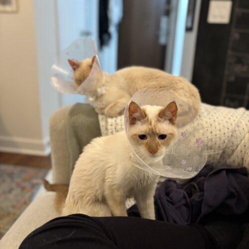 Enlarge Buttermilk, a Adoptable Siamese in Toronto, ON image 2/5