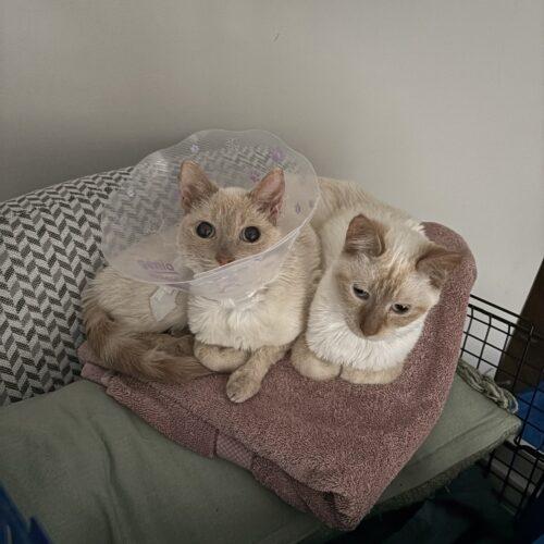 Enlarge Buttermilk, a Adoptable Siamese in Toronto, ON image 3/5