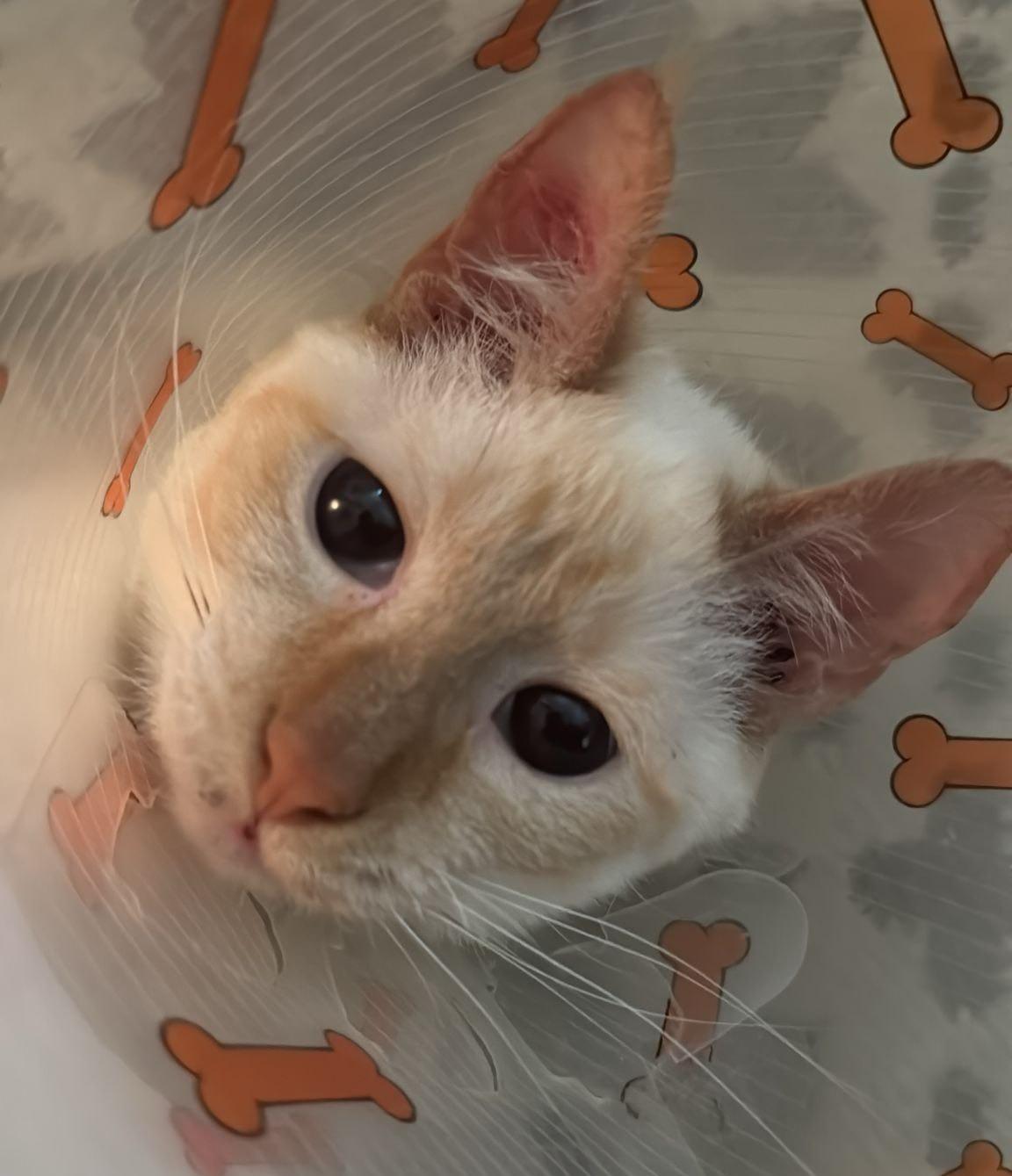 Enlarge Buttermilk, a Adoptable Siamese in Toronto, ON image 4/6