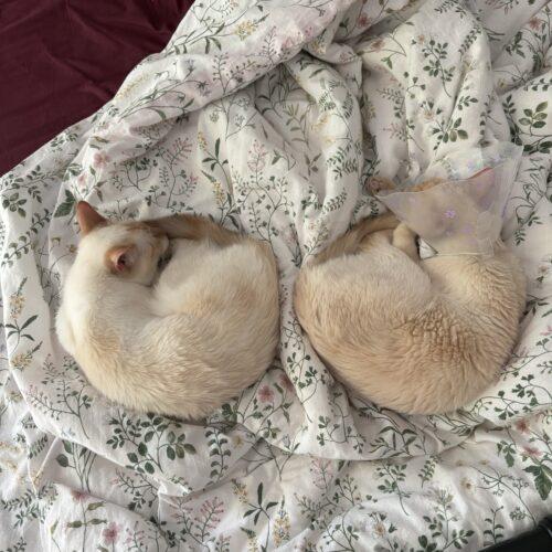 Enlarge Buttermilk, a Adoptable Siamese in Toronto, ON image 4/5