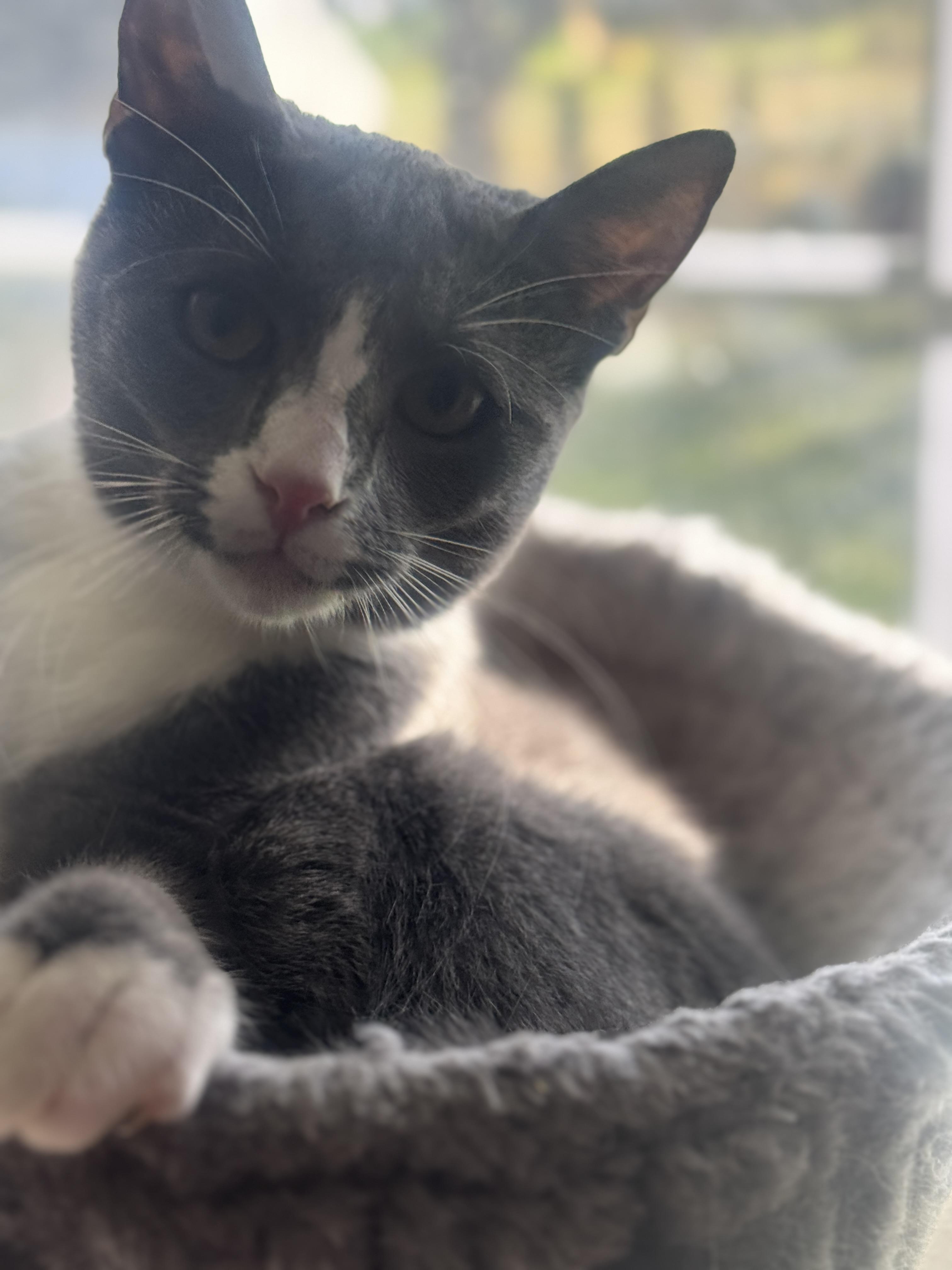 Enlarge Lyric, a Adoptable Domestic Short Hair in Massillon, OH image 1/2