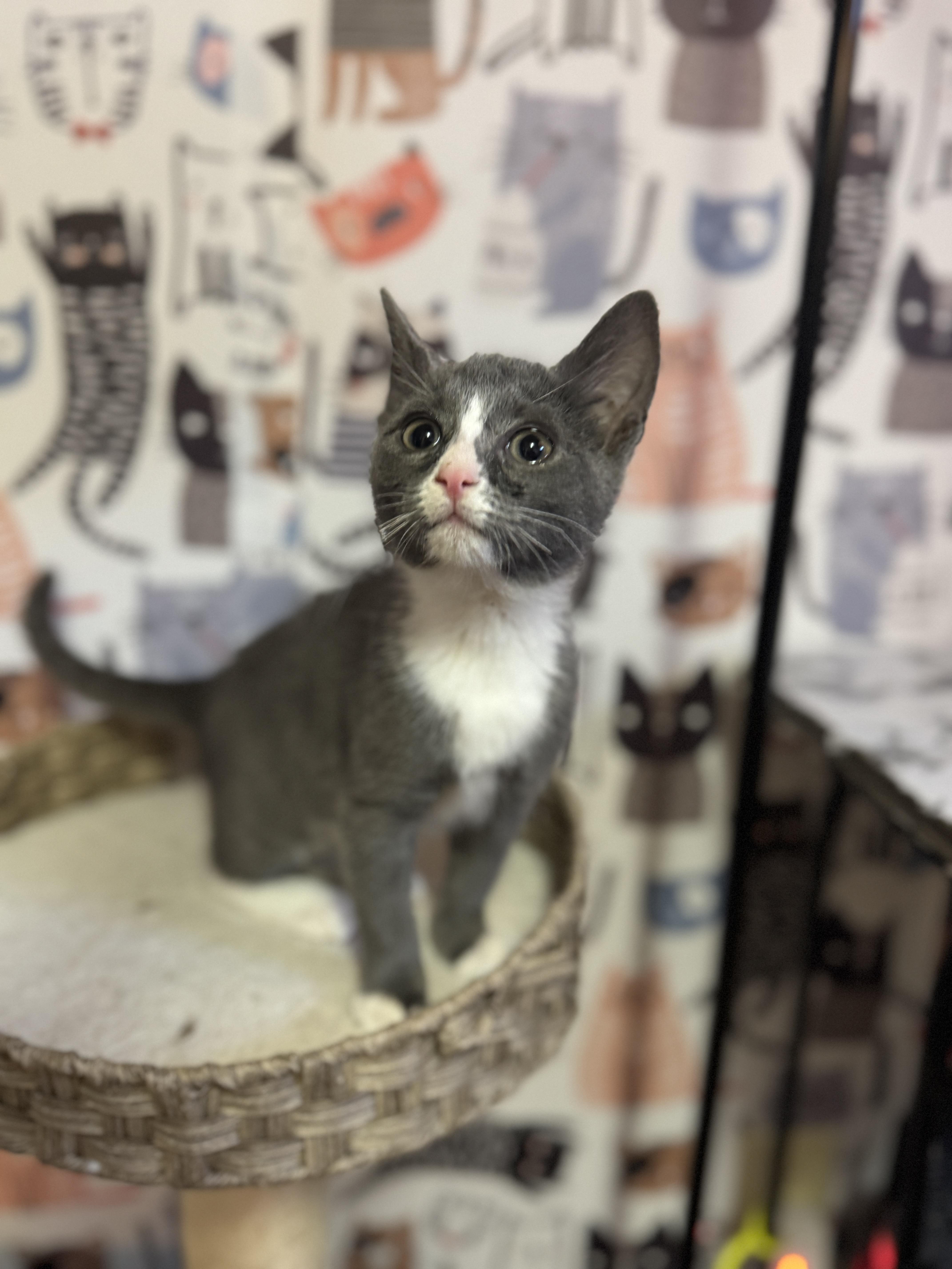 Enlarge Lyric, a Adoptable Domestic Short Hair in Massillon, OH image 2/2