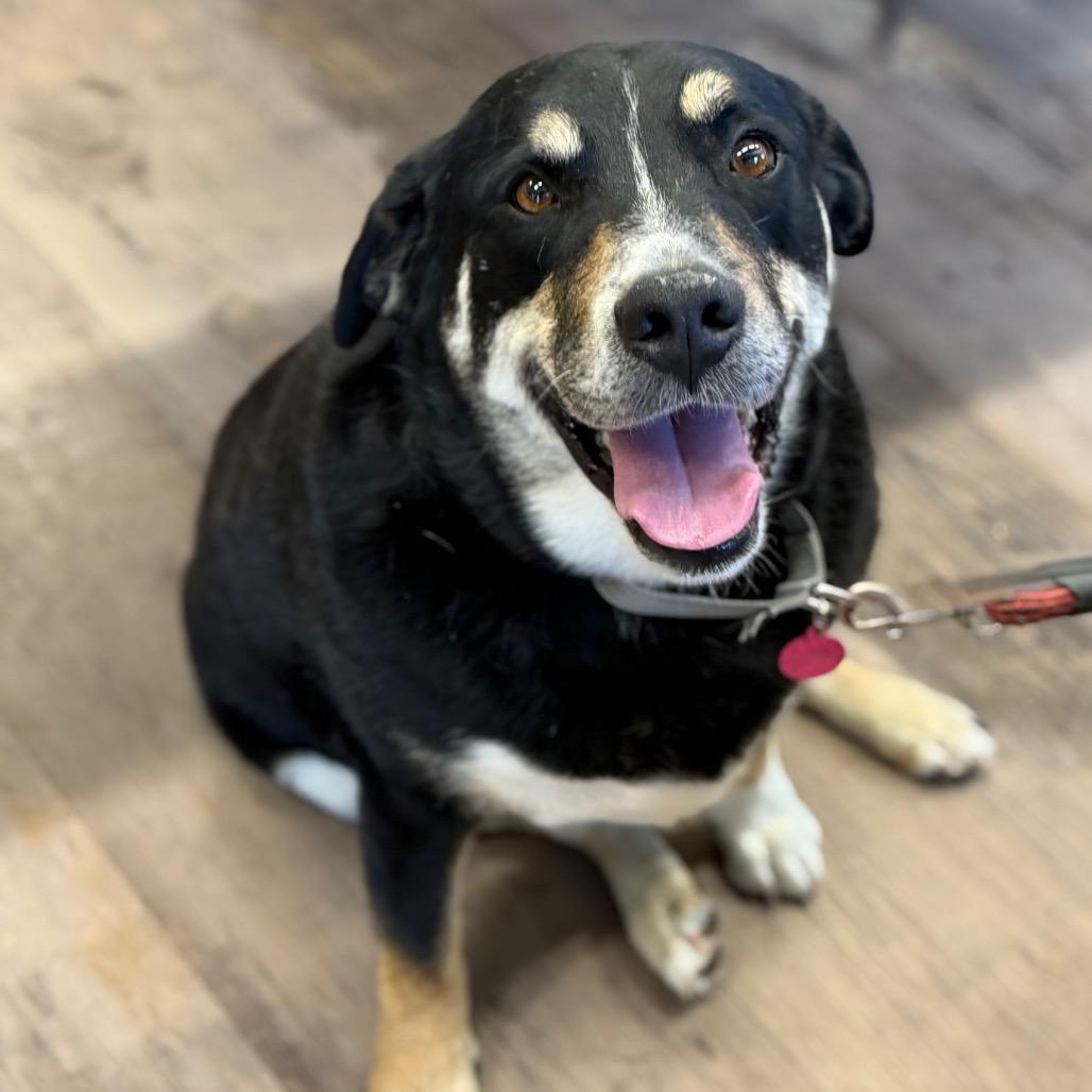 Popper, Adoptable, Senior Male Shepherd & Mixed Breed.