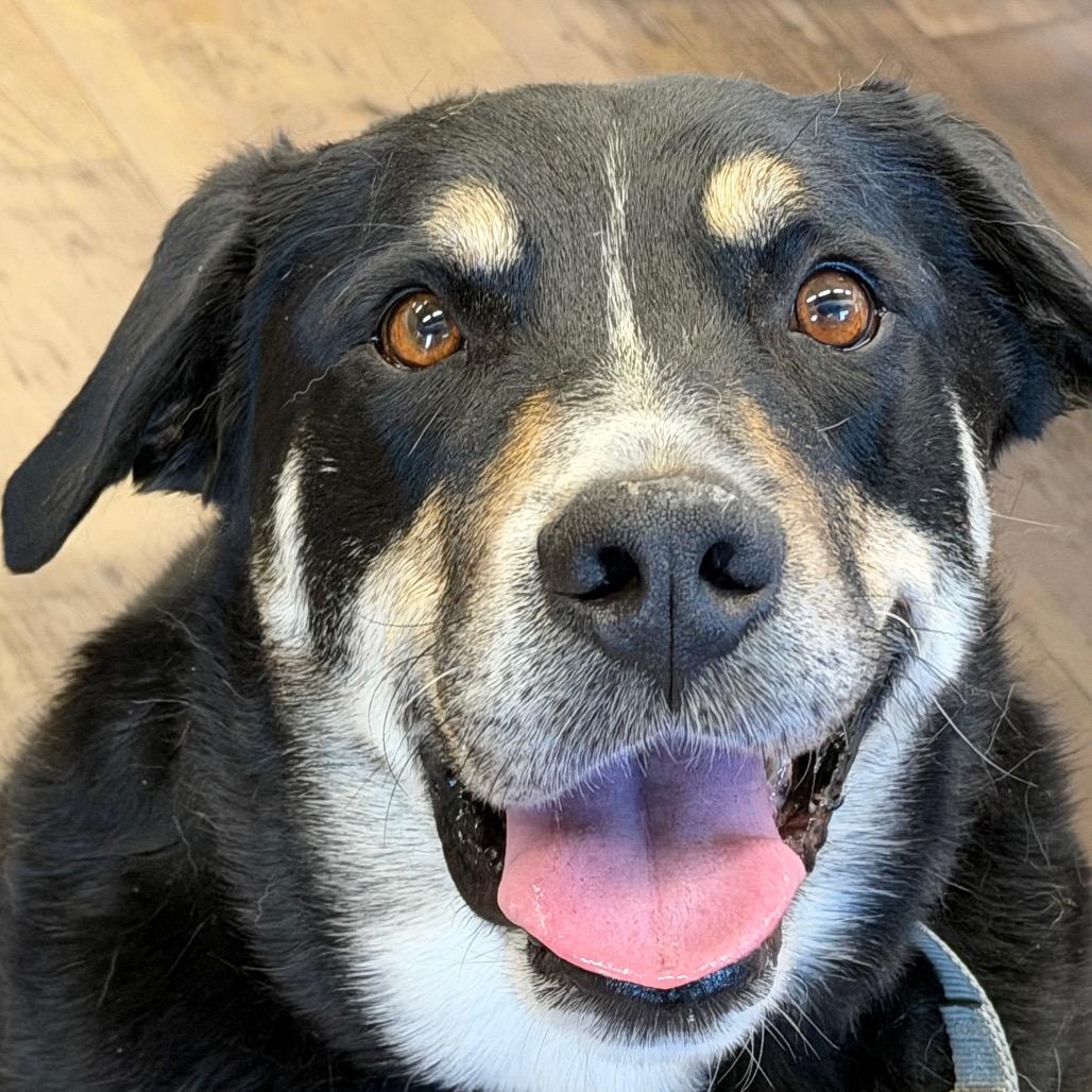 Enlarge Popper, a Adoptable mixed breed in Durango, CO image 2/6