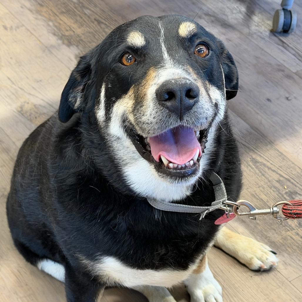 Enlarge Popper, a Adoptable mixed breed in Durango, CO image 3/6