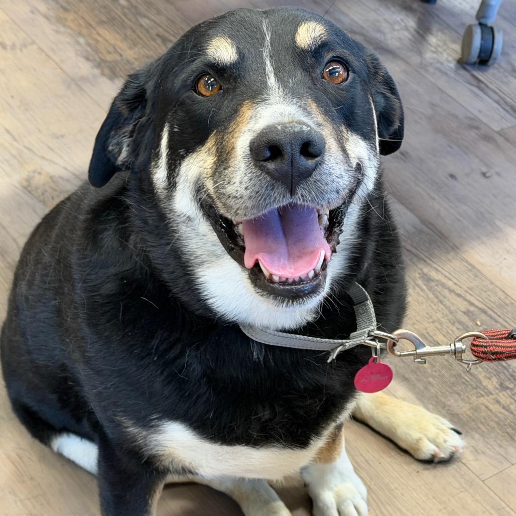 Enlarge Popper, a Adoptable mixed breed in Durango, CO image 4/6