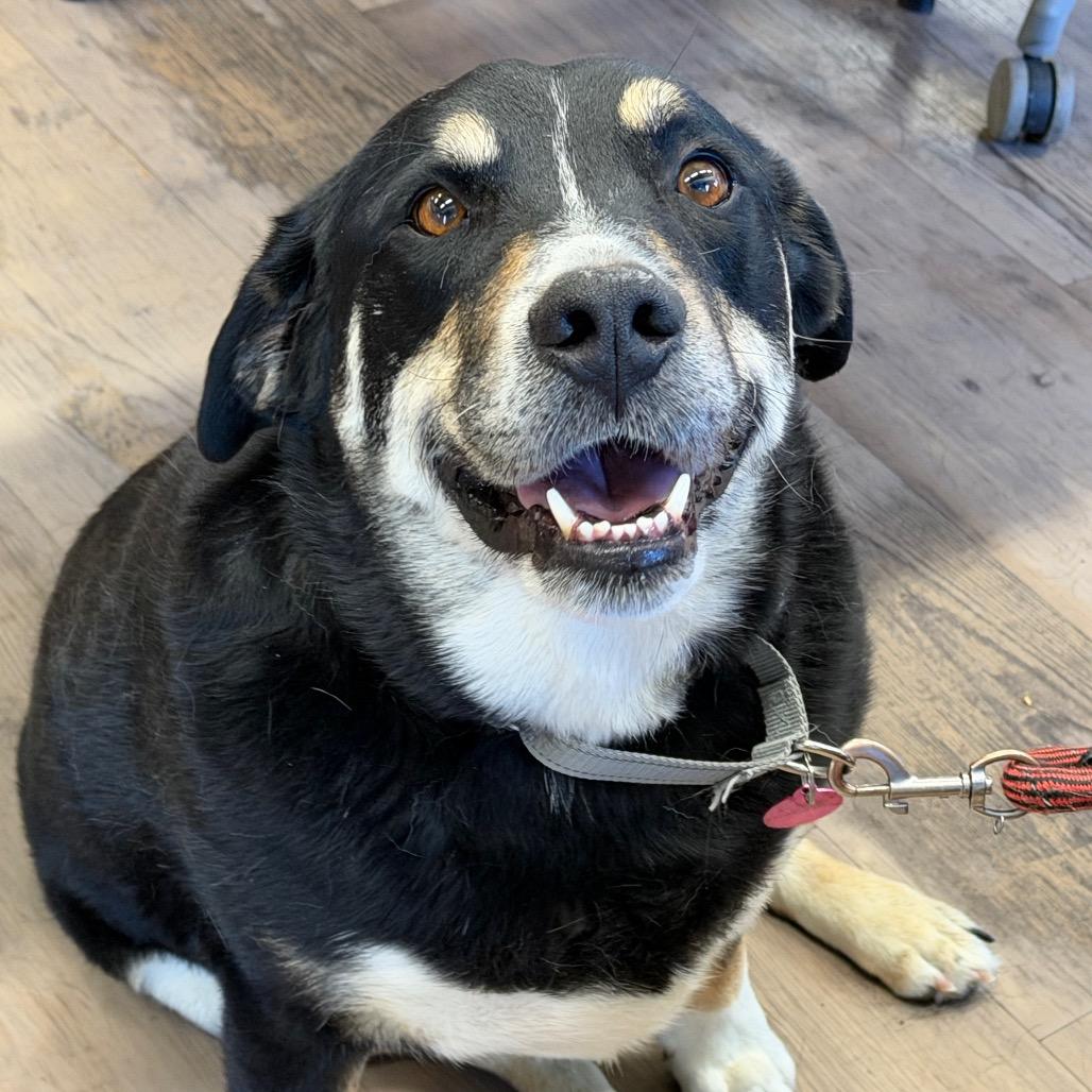 Enlarge Popper, a Adoptable mixed breed in Durango, CO image 5/6
