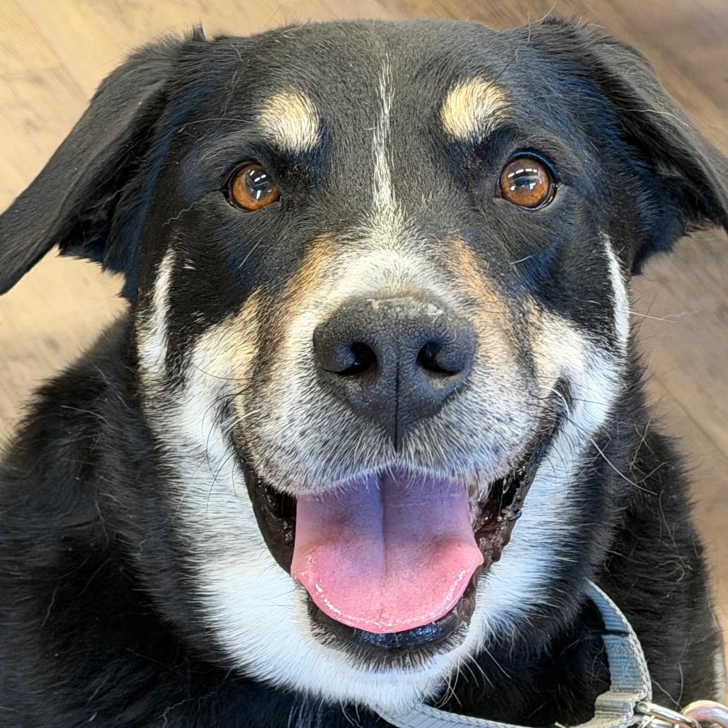 Enlarge Popper, a Adoptable mixed breed in Durango, CO image 6/6