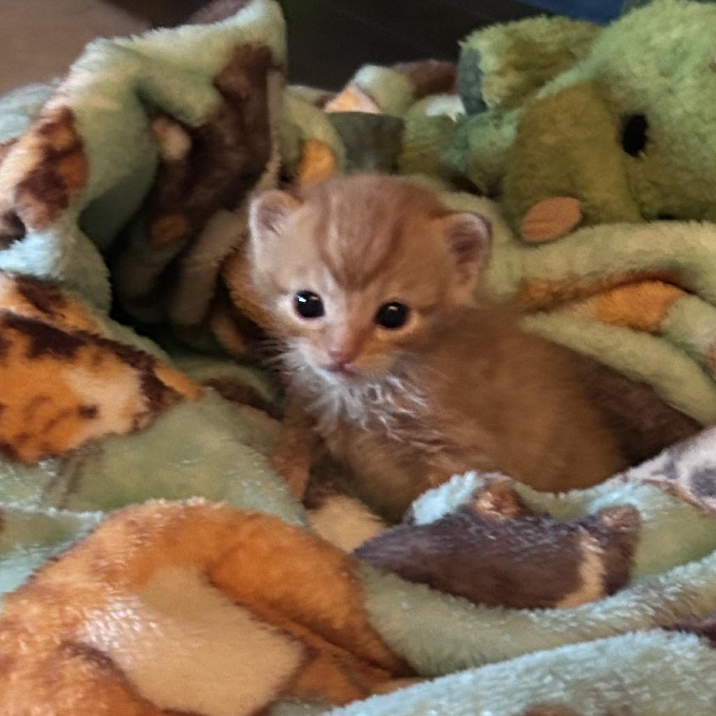 Mighty Max, Adoptable, Kitten Male American Shorthair.