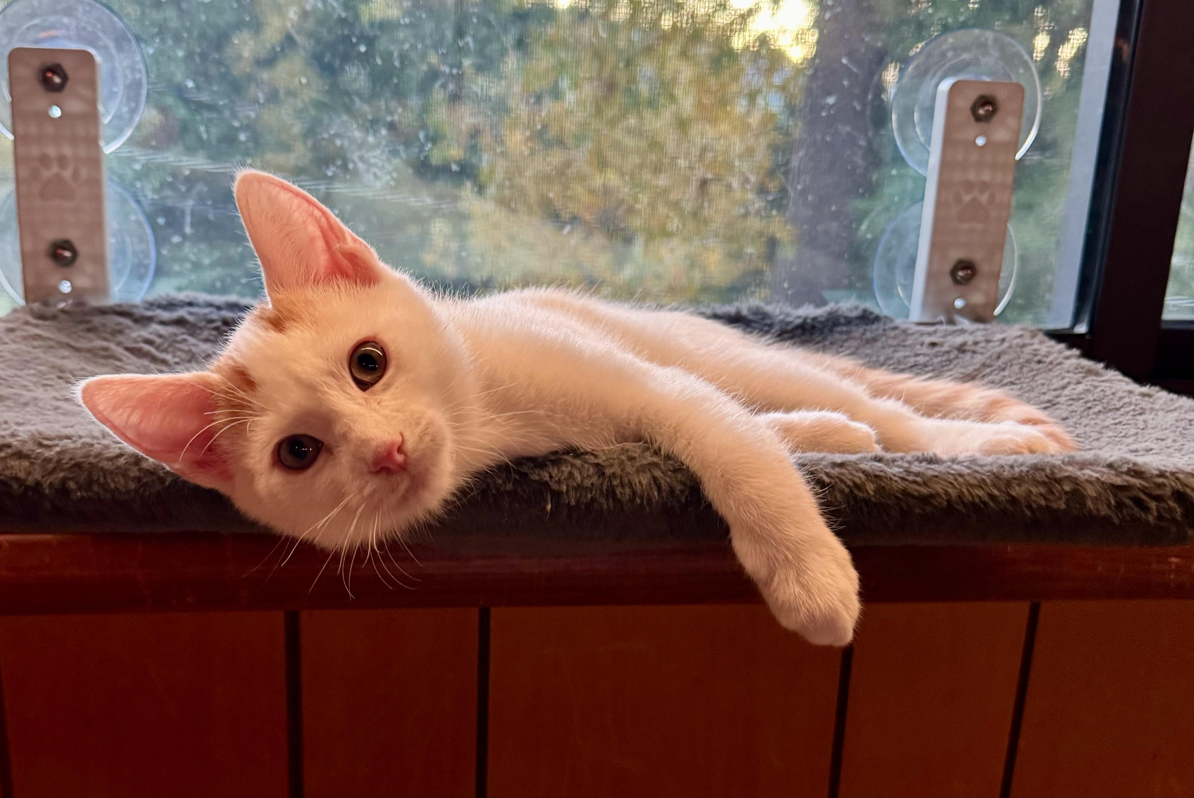 Damien, Adopted, Young Male American Shorthair.