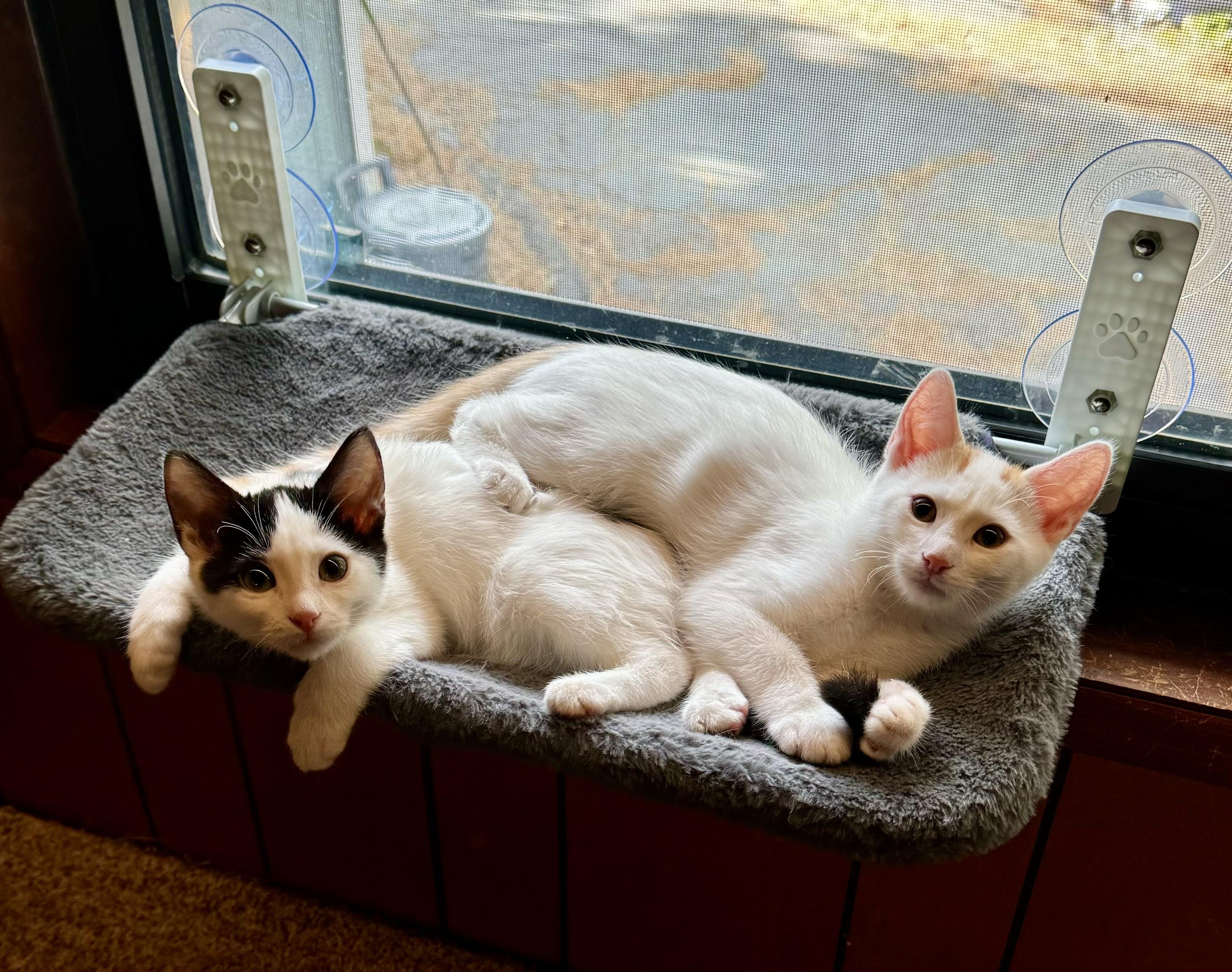 Enlarge Damien, a Adopted American Shorthair in Lake Arrowhead, CA image 4/6