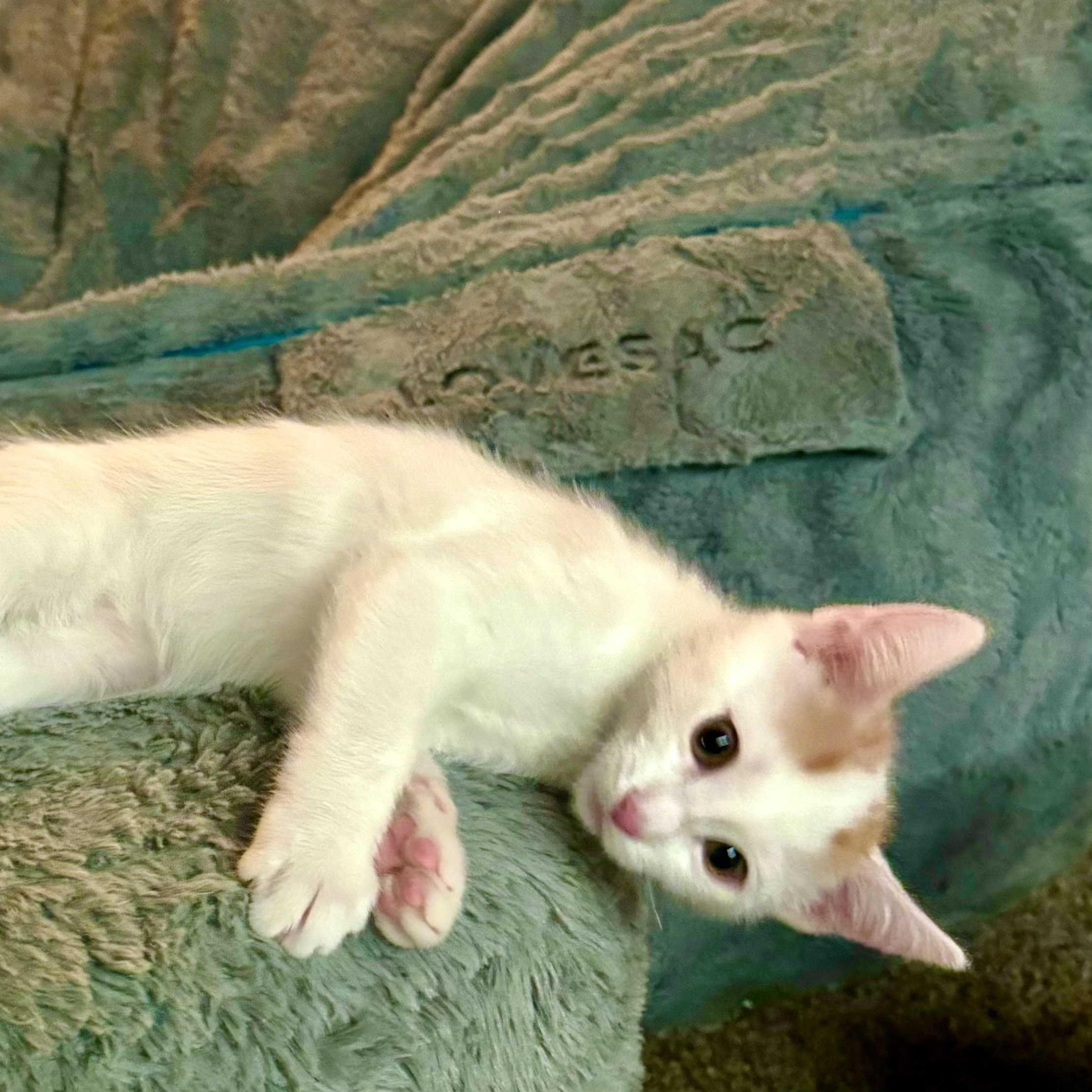 Enlarge Damien, a Adopted American Shorthair in Lake Arrowhead, CA image 2/6