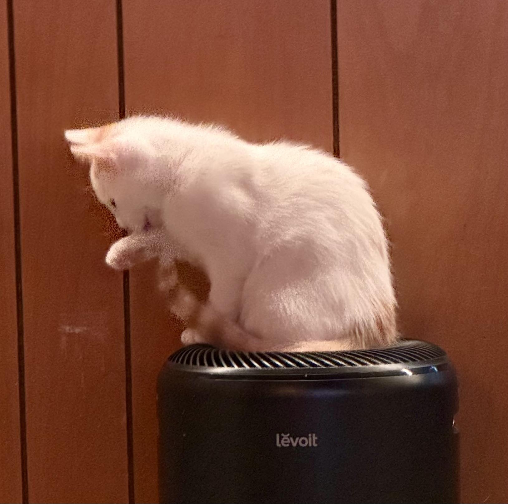 Enlarge Damien, a Adopted American Shorthair in Lake Arrowhead, CA image 3/6