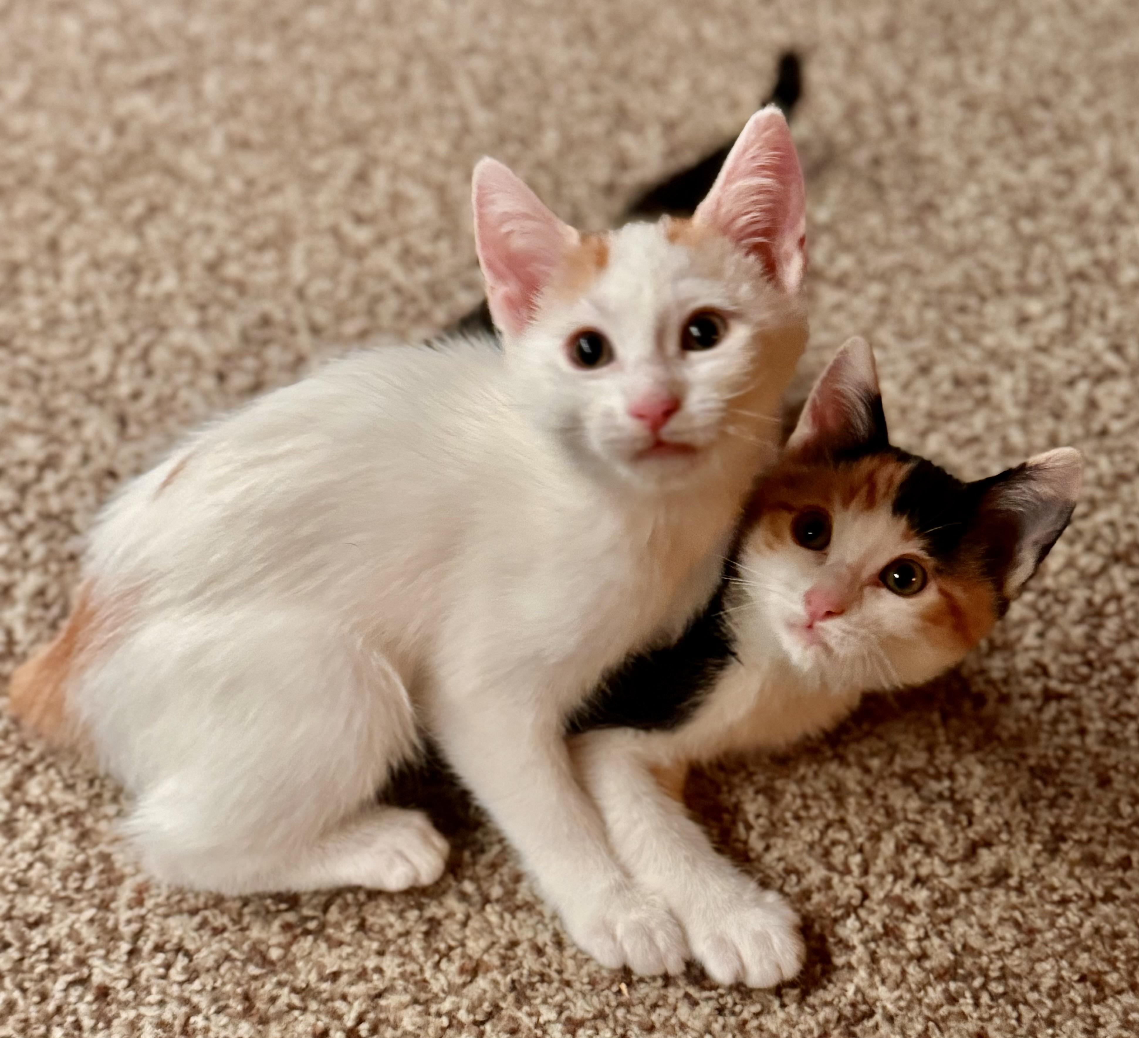 Enlarge Damien, a Adopted American Shorthair in Lake Arrowhead, CA image 6/6