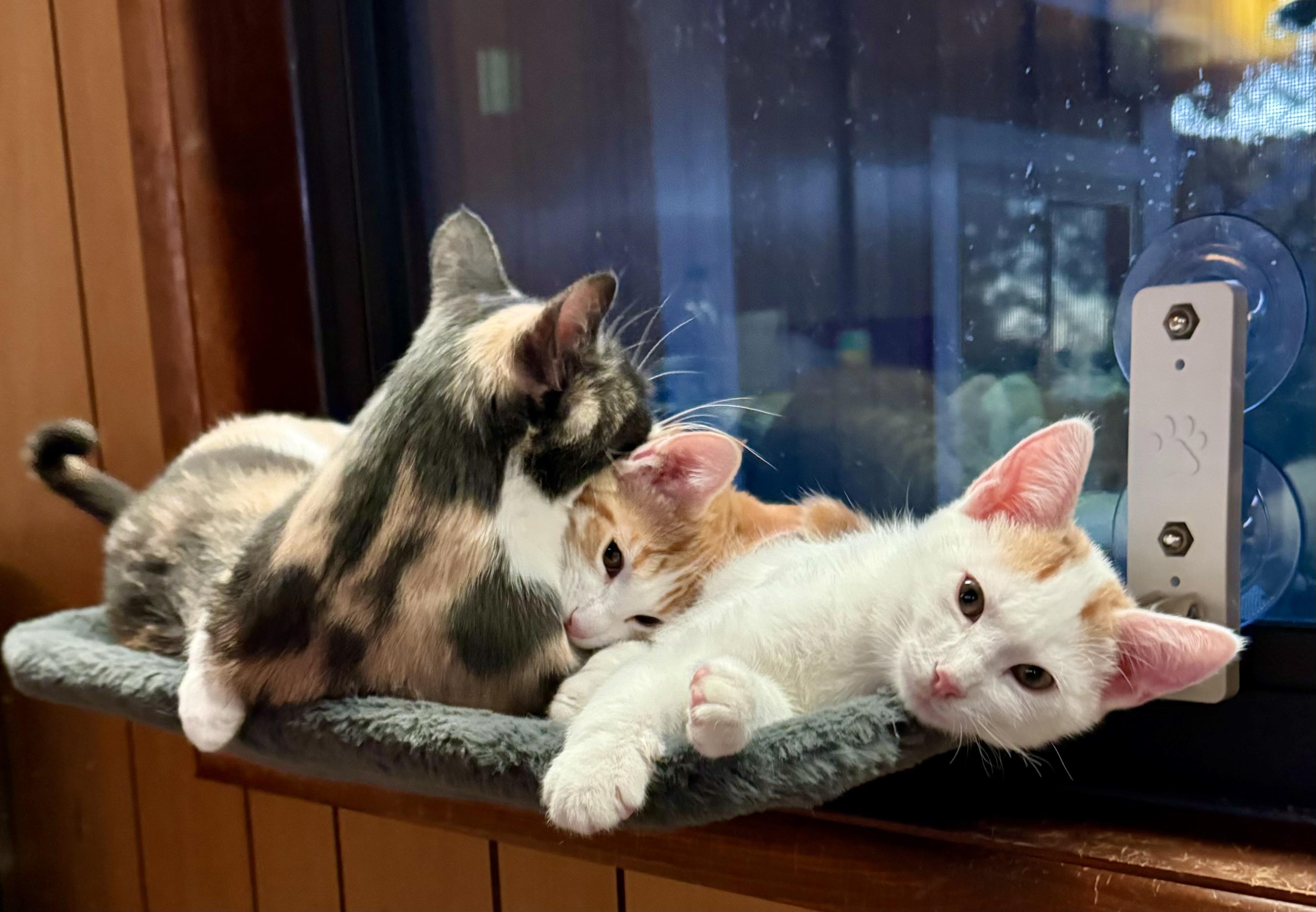 Enlarge Damien, a Adopted American Shorthair in Lake Arrowhead, CA image 5/6