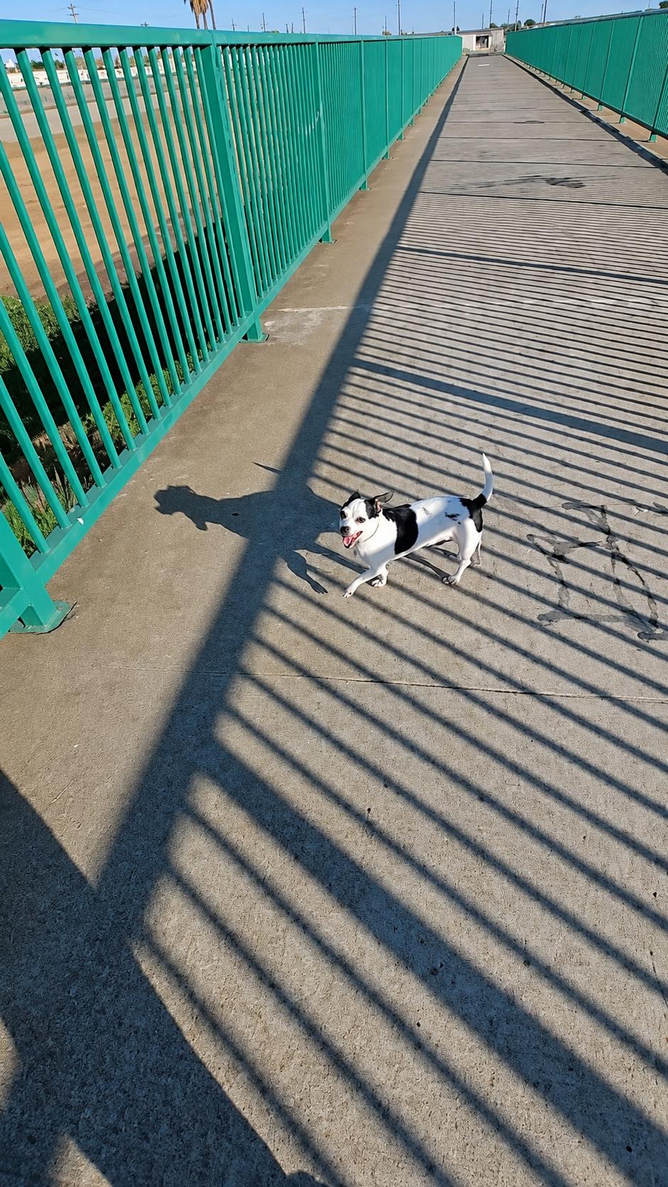 Biscuit, a ADOPTABLE mixed breed in San Francisco, CA image 6/6