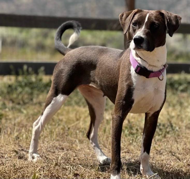 Enlarge Diamond, a Adoptable Pit Bull Terrier in Tehachapi, CA image 1/1
