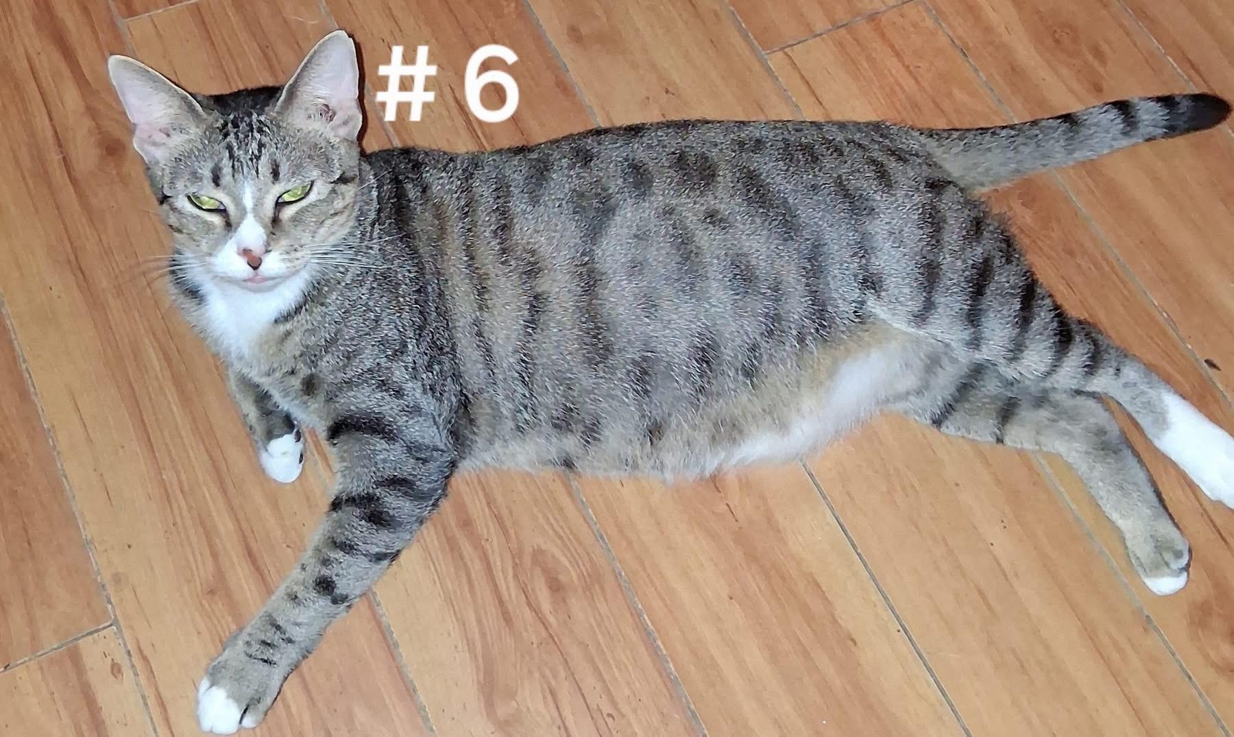 Jenny, a Adoptable Domestic Short Hair in Little River, SC image 1/2