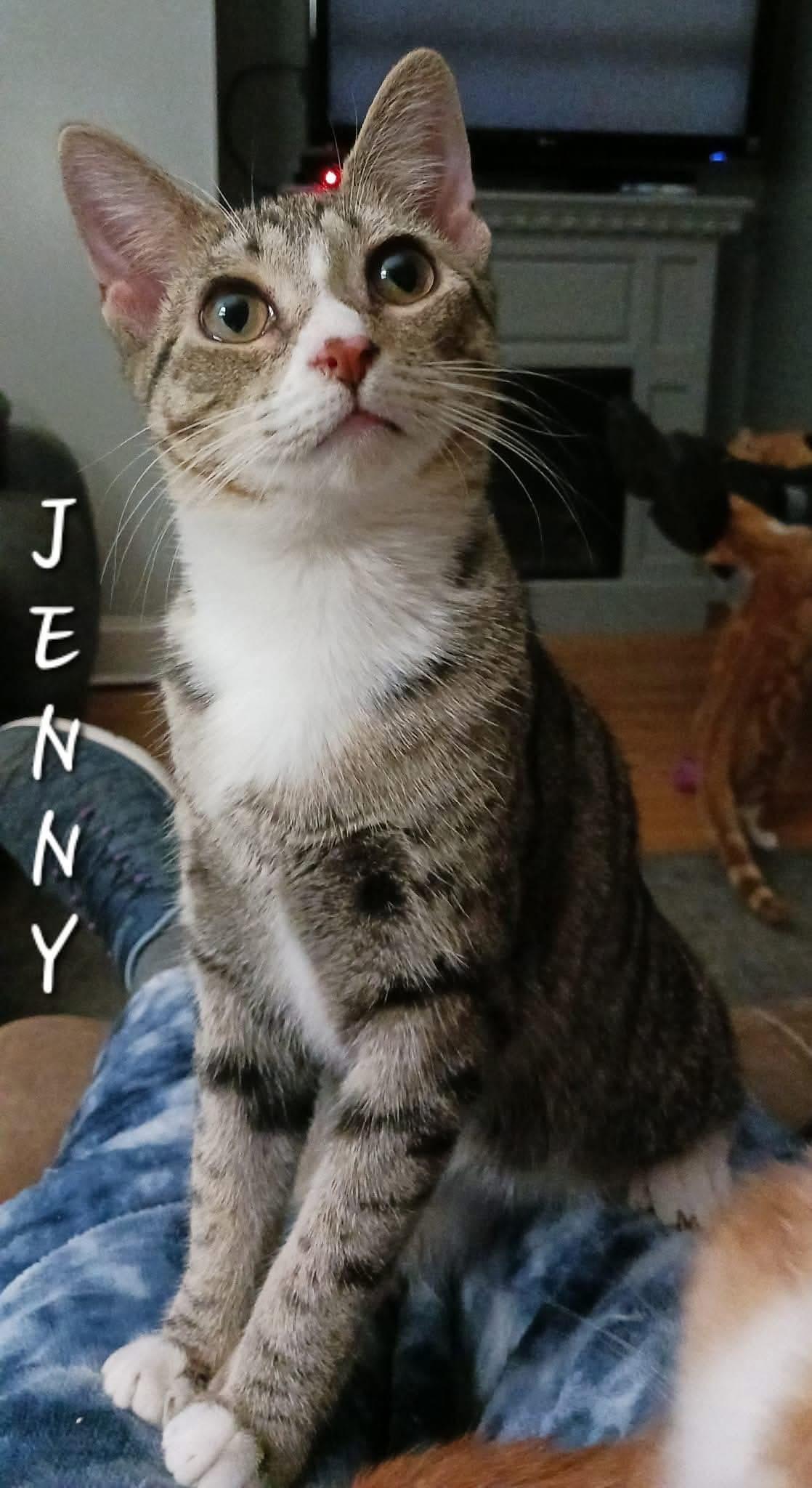Jenny, a Adoptable Domestic Short Hair in Little River, SC image 2/2