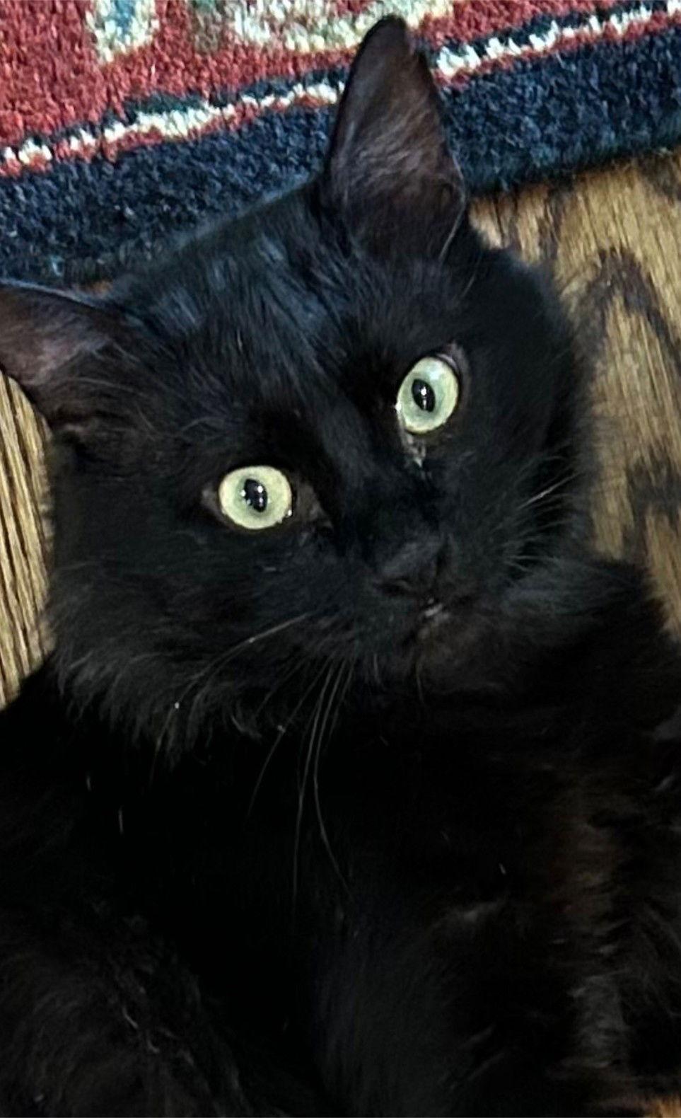 TOM Albert - Black Beauty - Fun Comedy Routine!, Adoptable, Young Male Domestic Long Hair & Domestic Medium Hair.