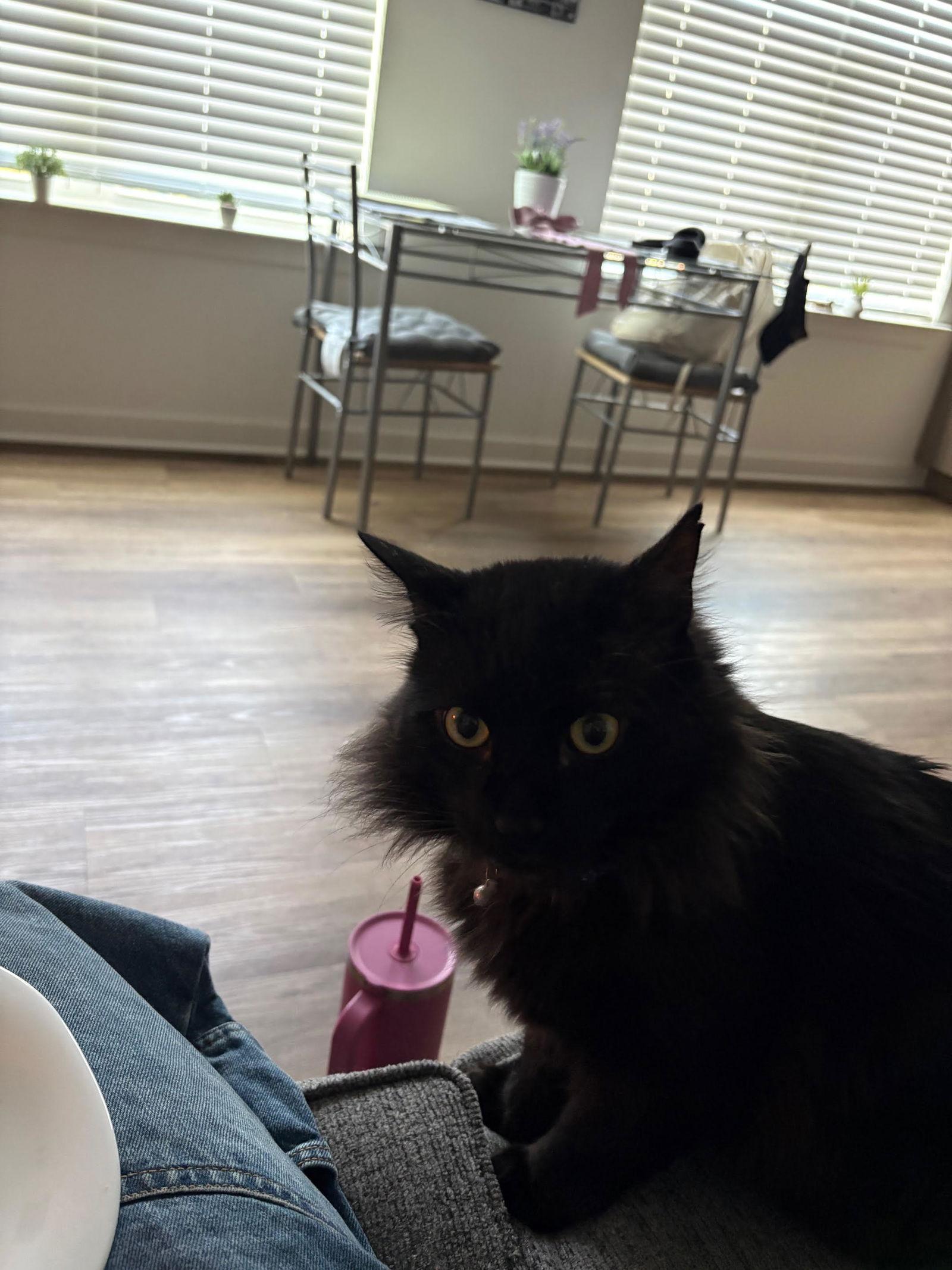 TOM Albert - Black Beauty - Fun Comedy Routine!, a Adoptable mixed breed in Atlanta, GA image 2/3