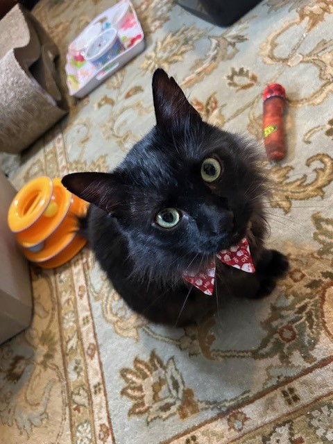 Enlarge TOMMY Albert - Black Beauty - Fun Comedy Routine!, a Adoptable mixed breed in Atlanta, GA image 1/3