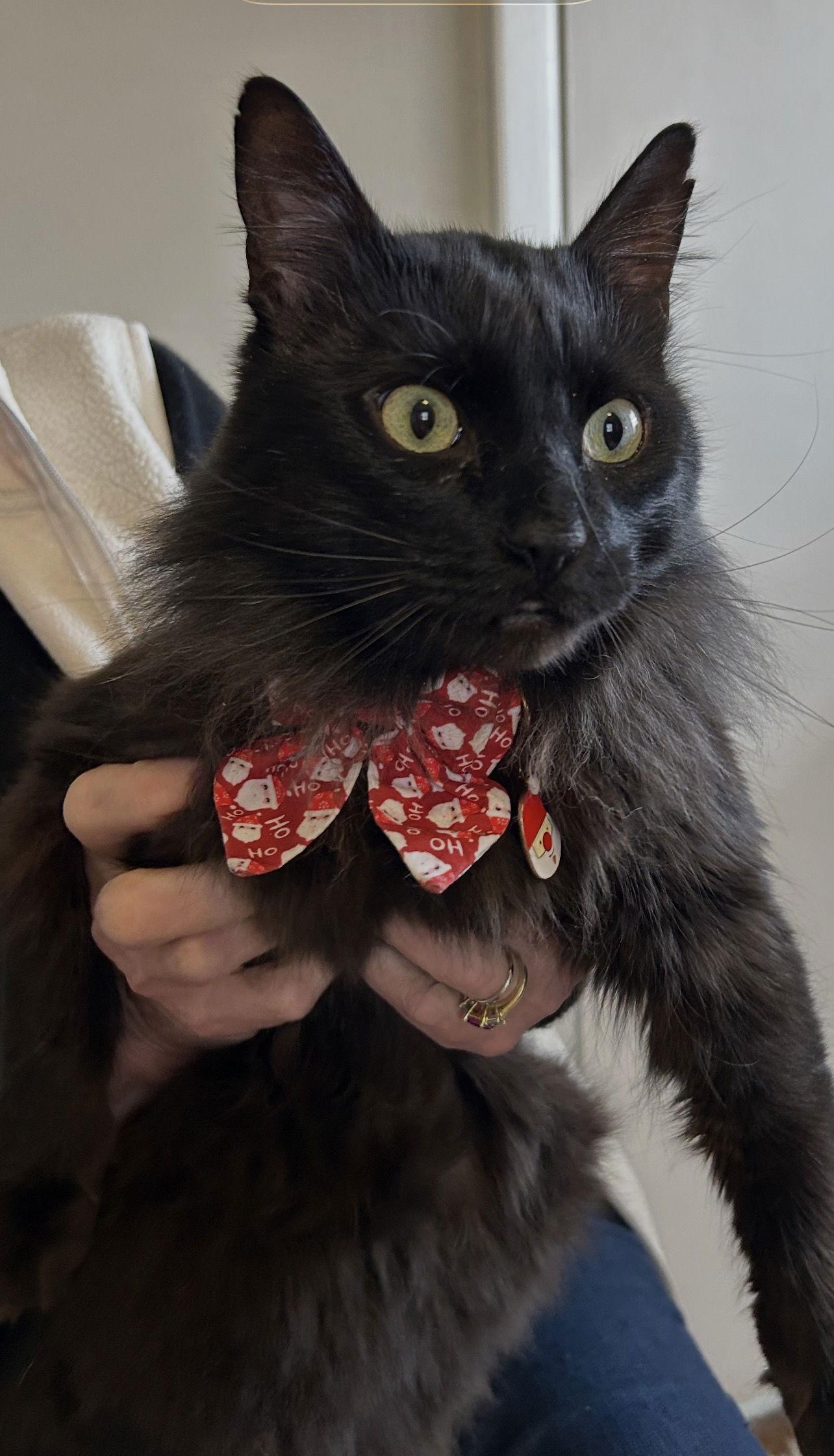 Enlarge TOMMY Albert - Black Beauty - Fun Comedy Routine!, a Adoptable mixed breed in Atlanta, GA image 2/3