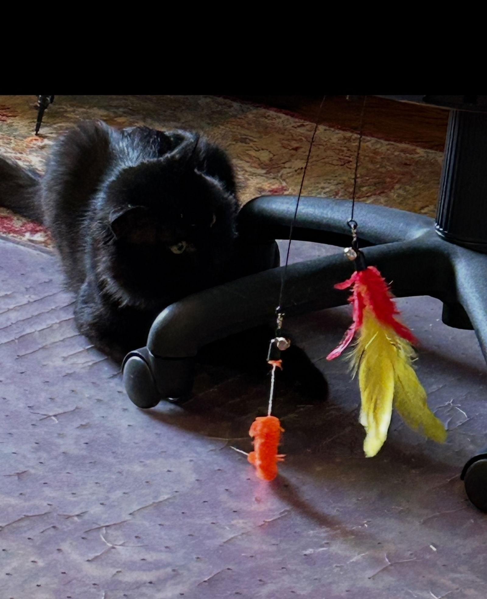 TOM Albert - Black Beauty - Fun Comedy Routine!, a Adoptable mixed breed in Atlanta, GA image 3/3