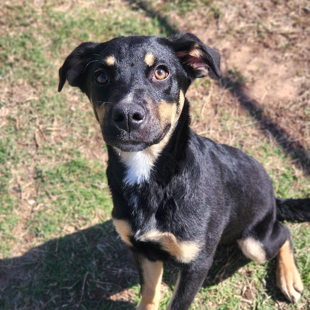 Enlarge Able, a Adoptable mixed breed in Norman, OK image 2/6
