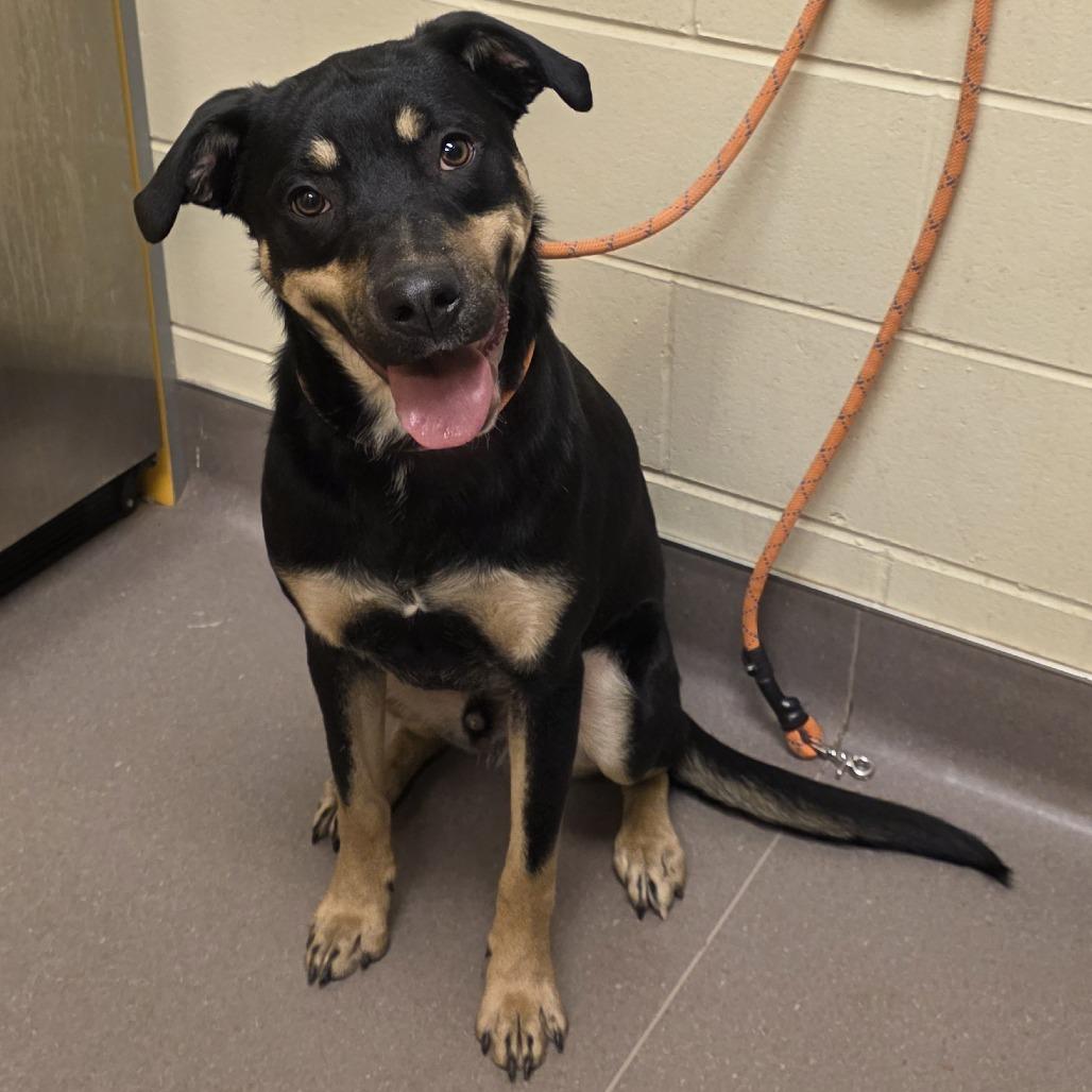 Enlarge Able, a Adoptable mixed breed in Norman, OK image 3/6