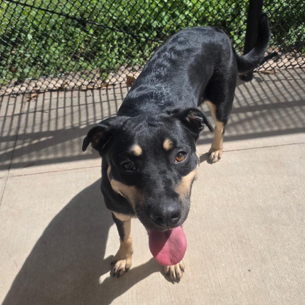 Enlarge Able, a Adoptable mixed breed in Norman, OK image 4/6