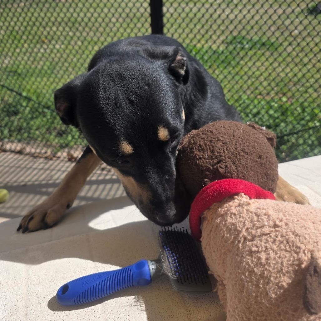 Enlarge Able, a Adoptable mixed breed in Norman, OK image 5/6