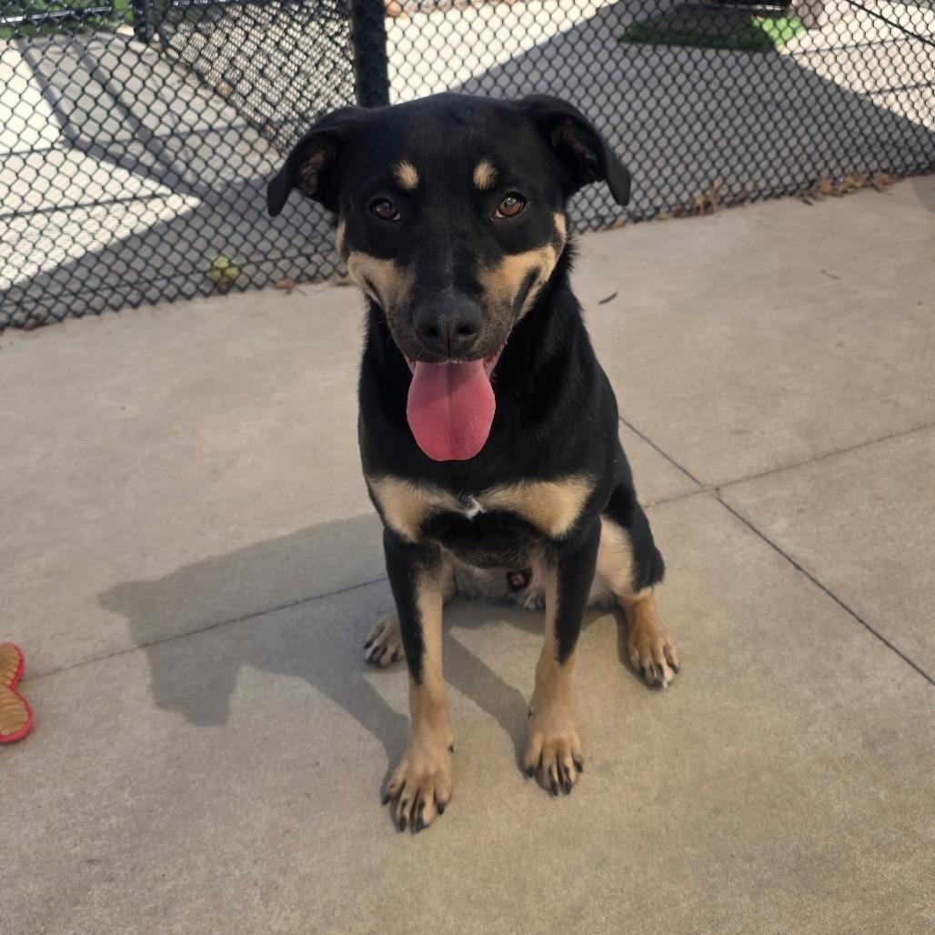 Enlarge Able, a Adoptable mixed breed in Norman, OK image 6/6