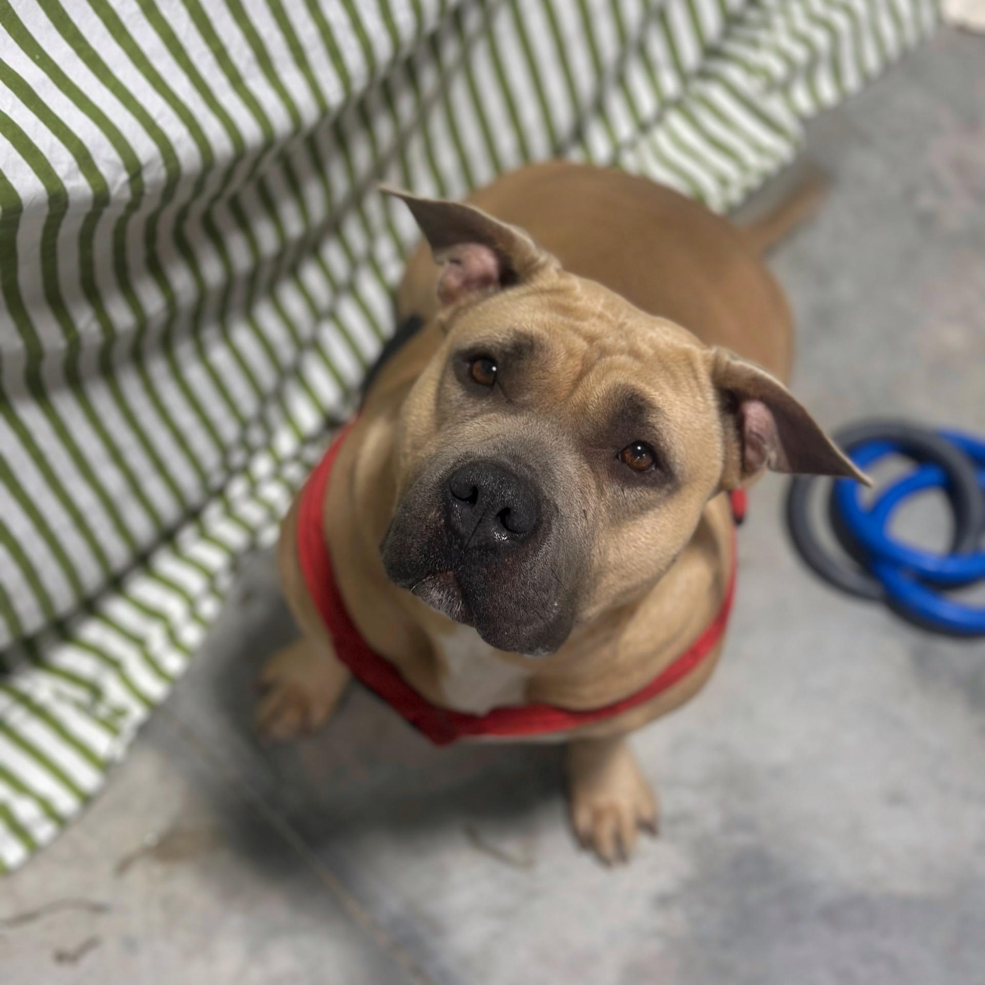 Athena, adopted, Adult Female American Bulldog.