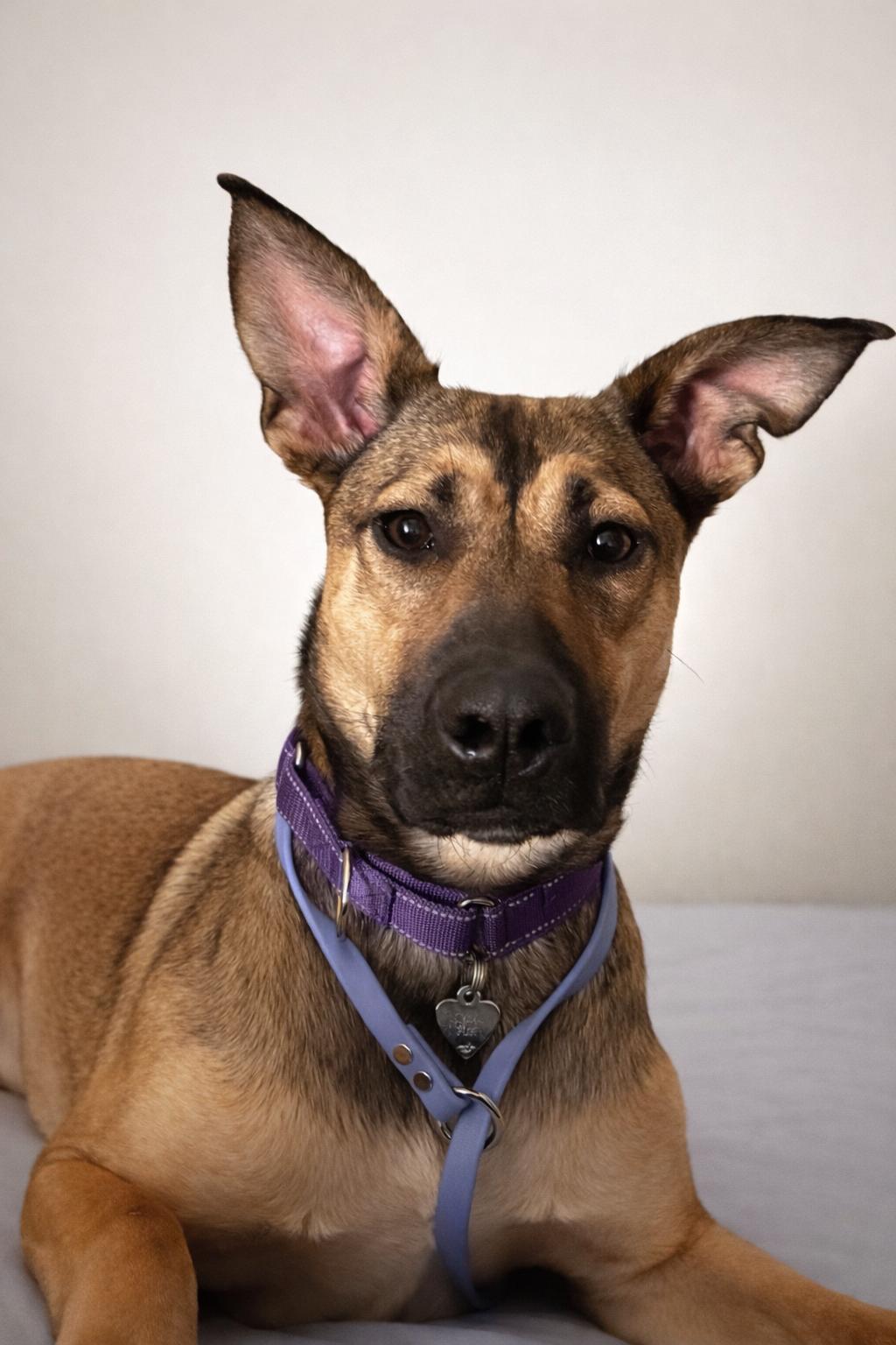 Enlarge Paprika - IN FOSTER, an adoptable mixed breed in Frankfort, IN image 1/6