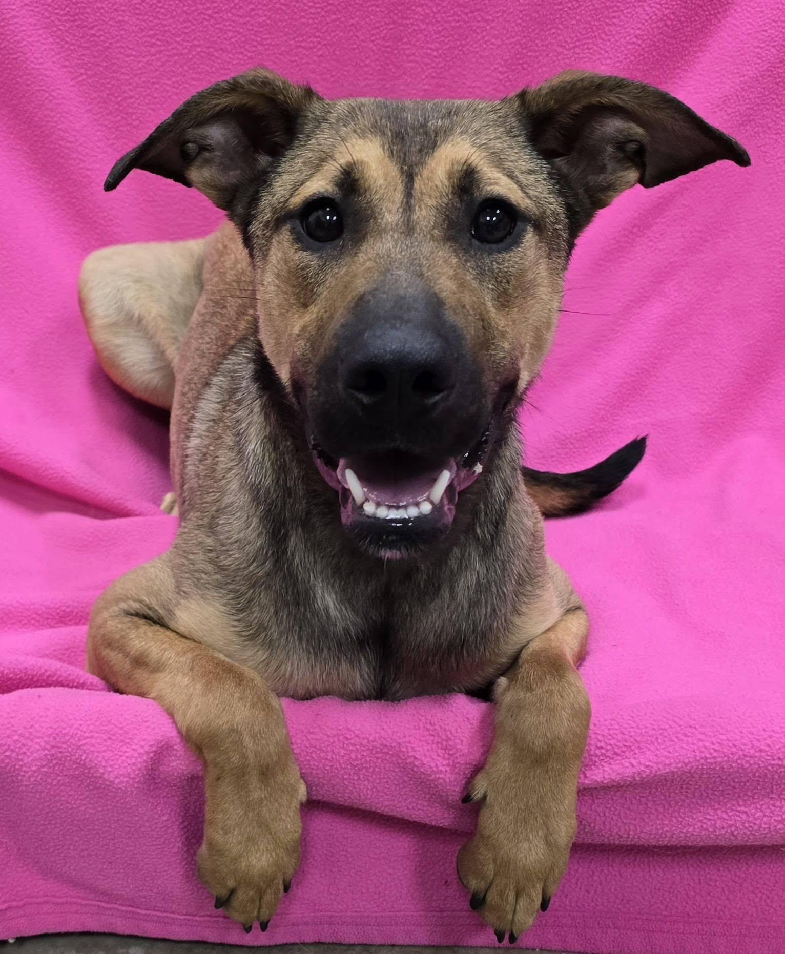 Paprika, adoptable, Adult Female Shepherd.