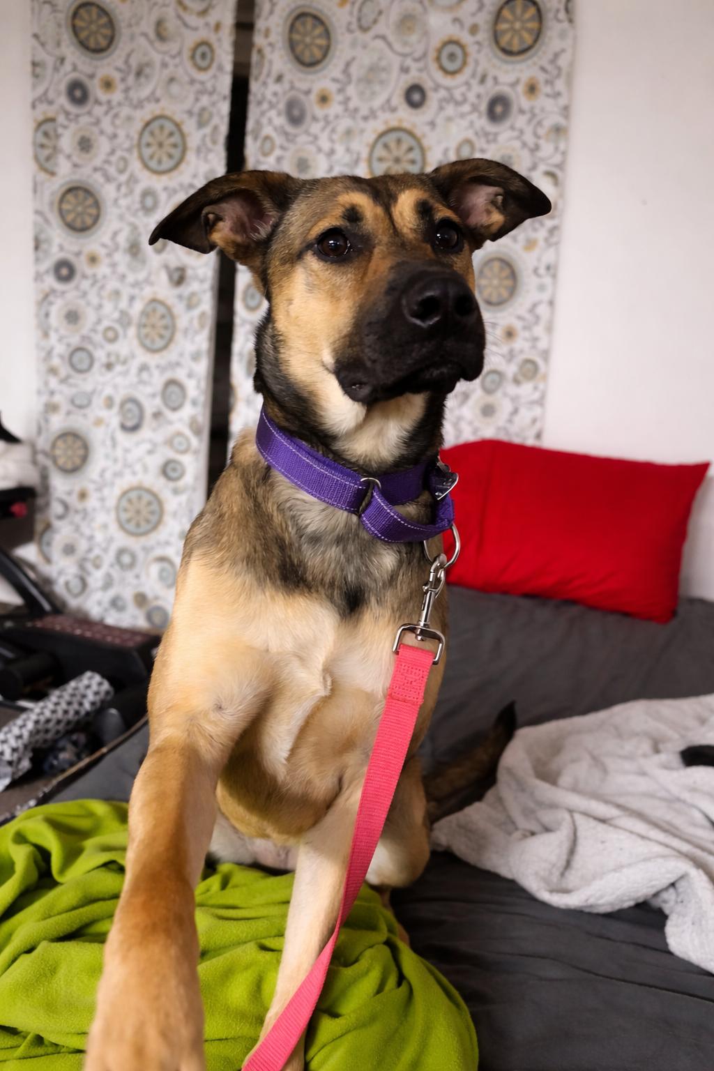 Enlarge Paprika - IN FOSTER, an adoptable mixed breed in Frankfort, IN image 2/6