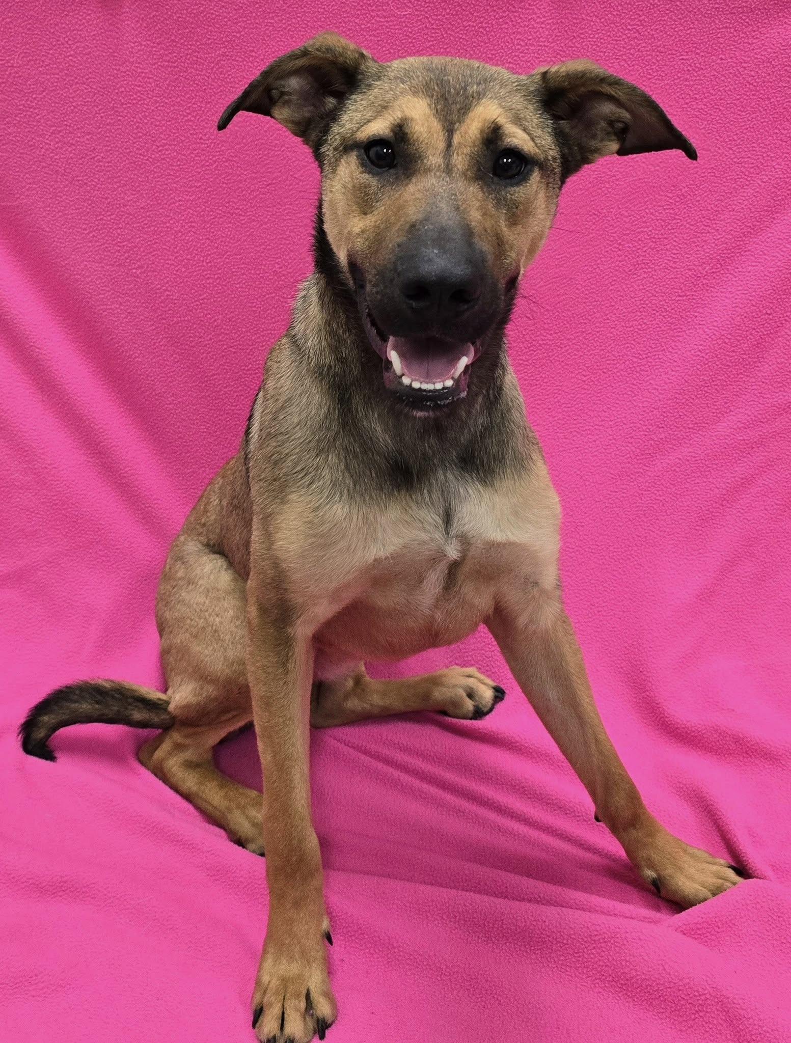 Enlarge Paprika, an adoptable mixed breed in Frankfort, IN image 3/4