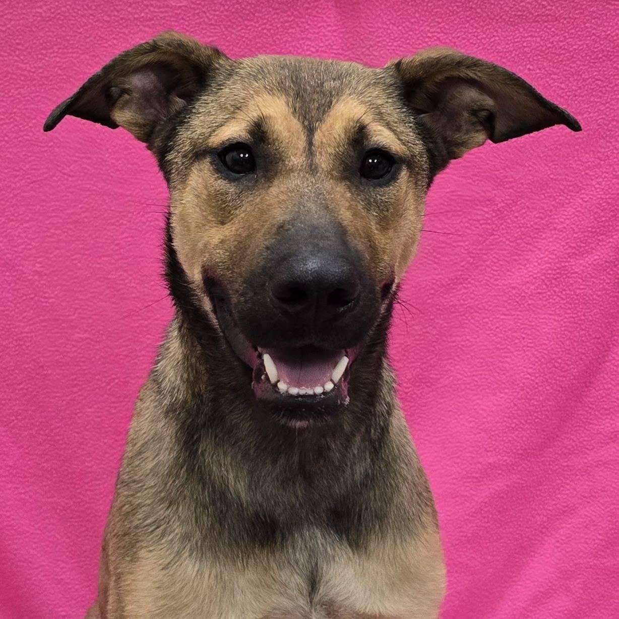 Enlarge Paprika, an adoptable mixed breed in Frankfort, IN image 4/4