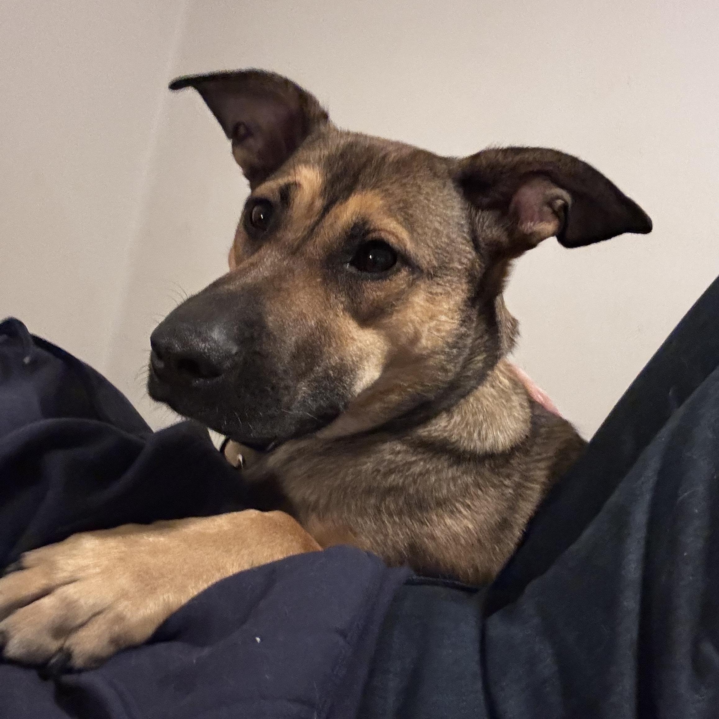 Enlarge Paprika - IN FOSTER, an adoptable mixed breed in Frankfort, IN image 5/6