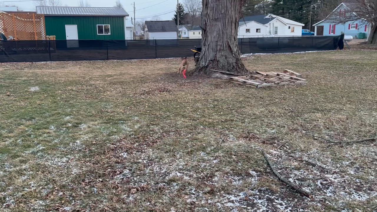 Enlarge Paprika - IN FOSTER, an adoptable mixed breed in Frankfort, IN video 3/6