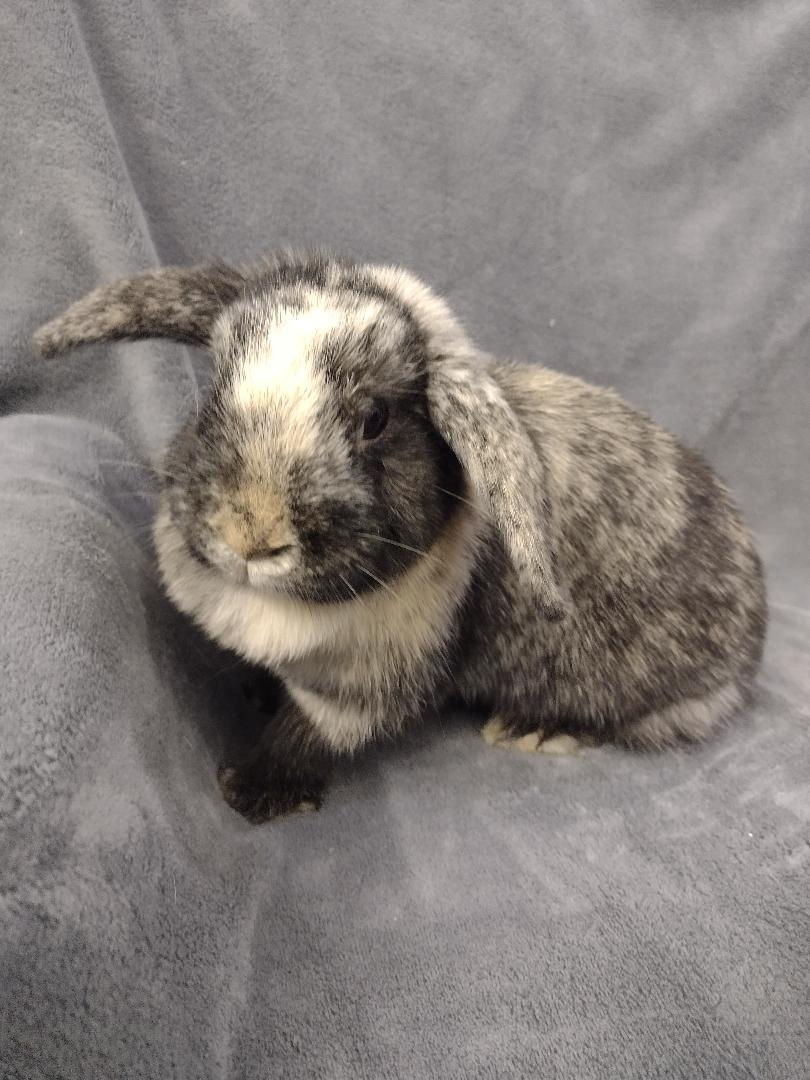 Jersey, a ADOPTABLE mixed breed in Plymouth, MI image 1/4