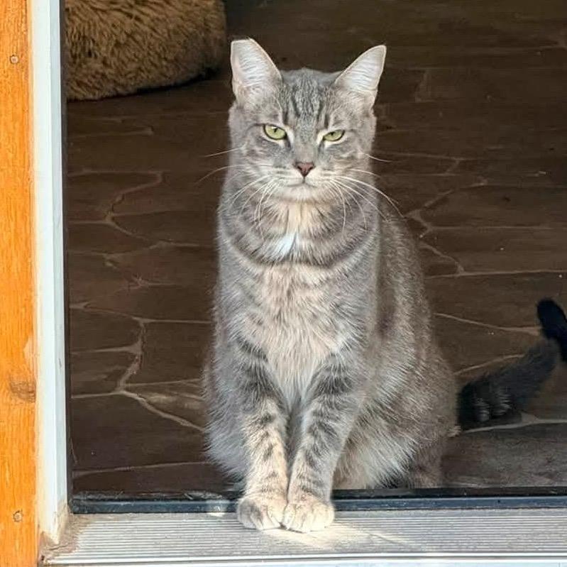 Chevry, Adoptable, Young Female Domestic Short Hair.