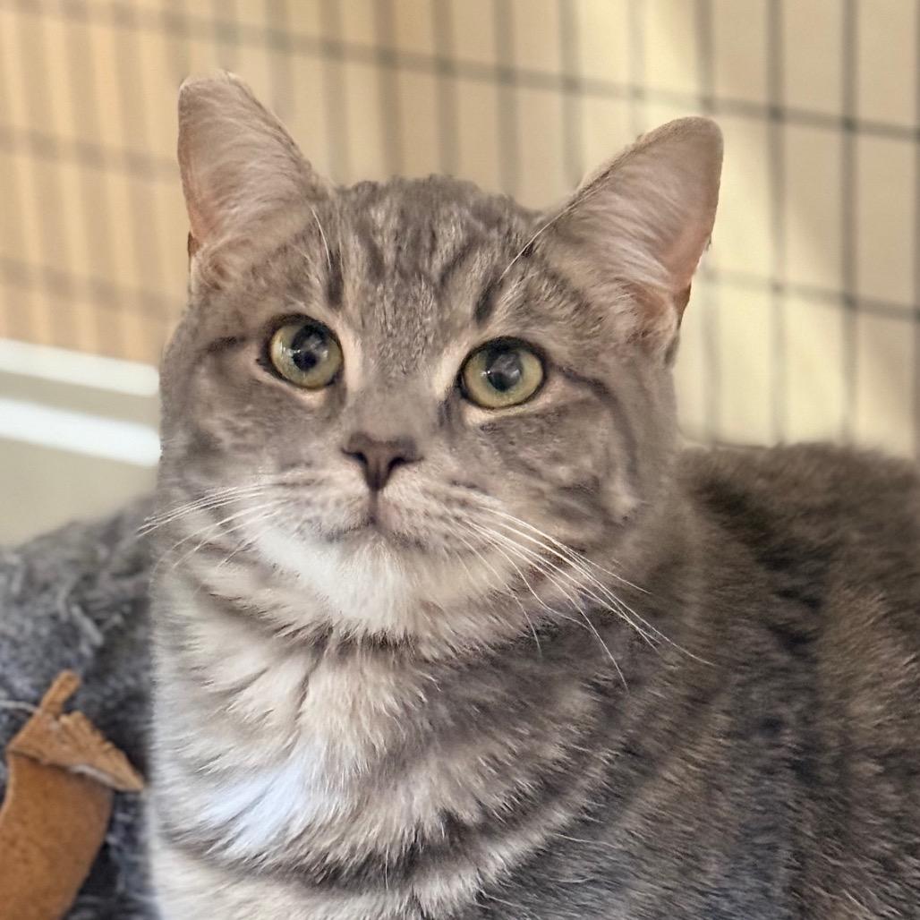 Enlarge Chevry, a Adoptable Domestic Short Hair in Redwood Valley, CA image 1/3